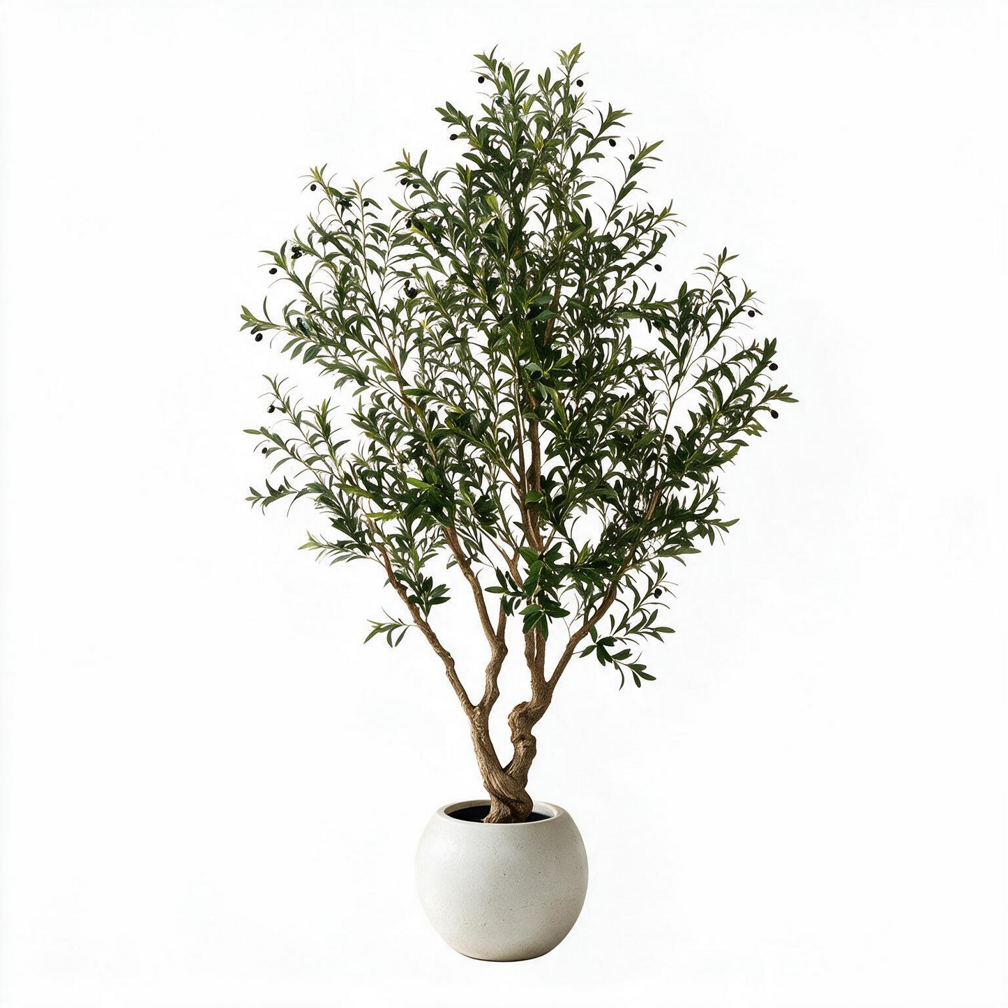 Olivo 250cm