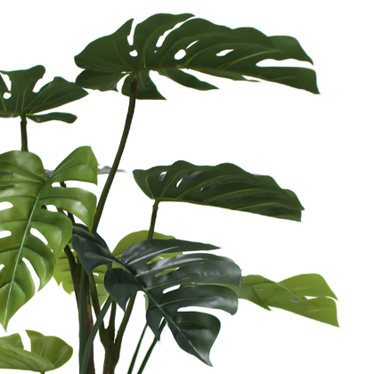 Monstera 120cm