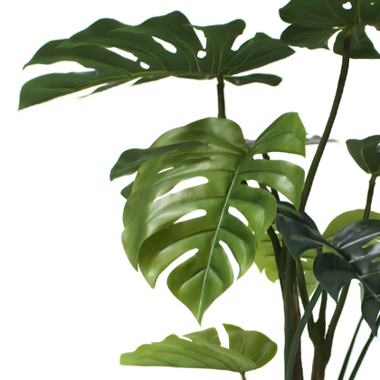 Monstera 120cm