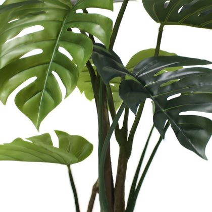 Monstera 120cm