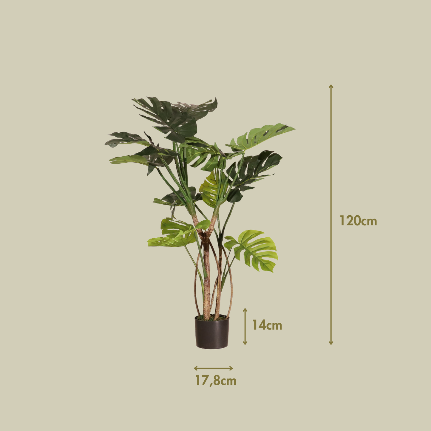 Monstera 120cm