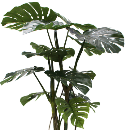 Monstera 160cm
