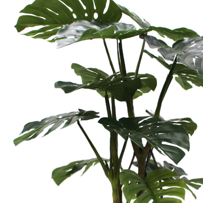Monstera 160cm