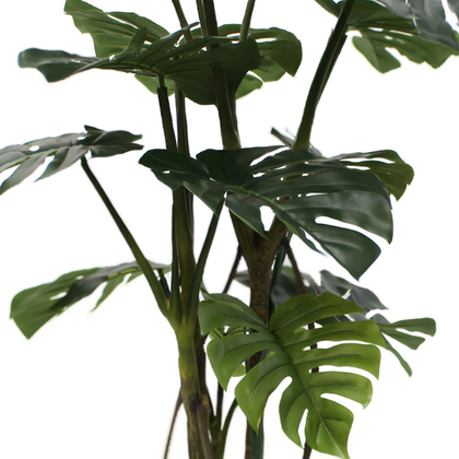Monstera 160cm