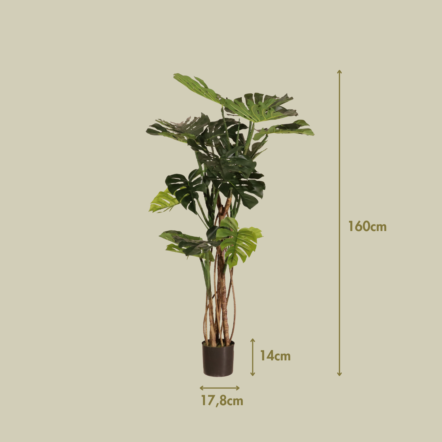 Monstera 160cm
