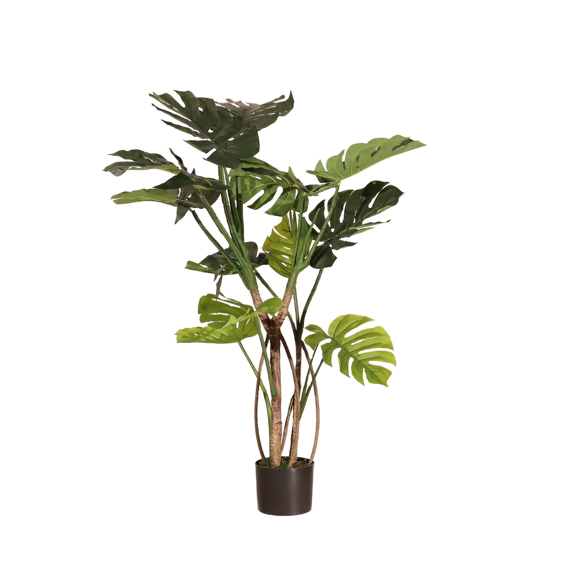 Monstera 120cm