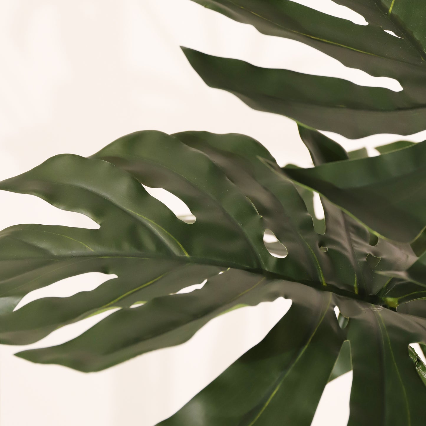 Monstera 120cm