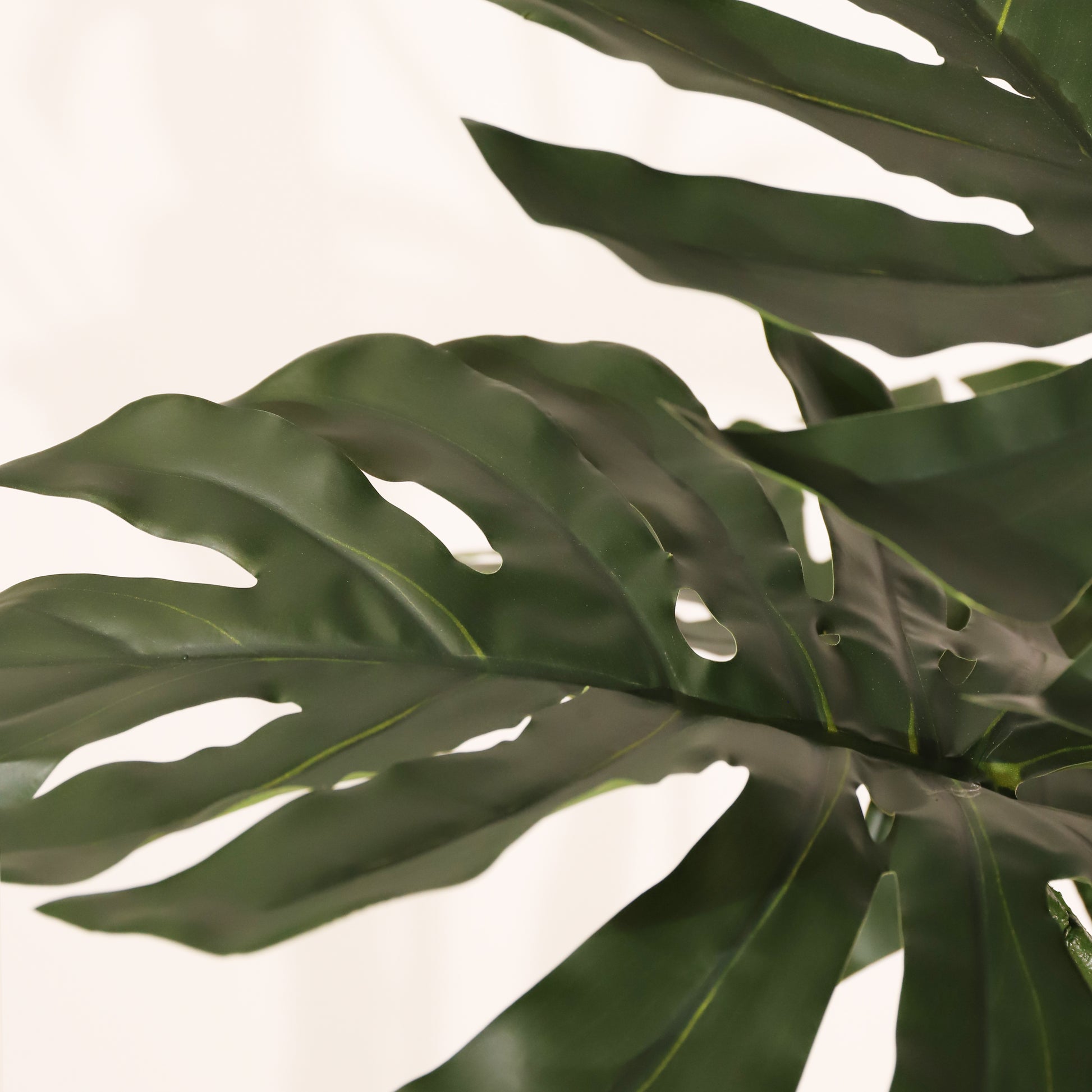 Monstera 120cm