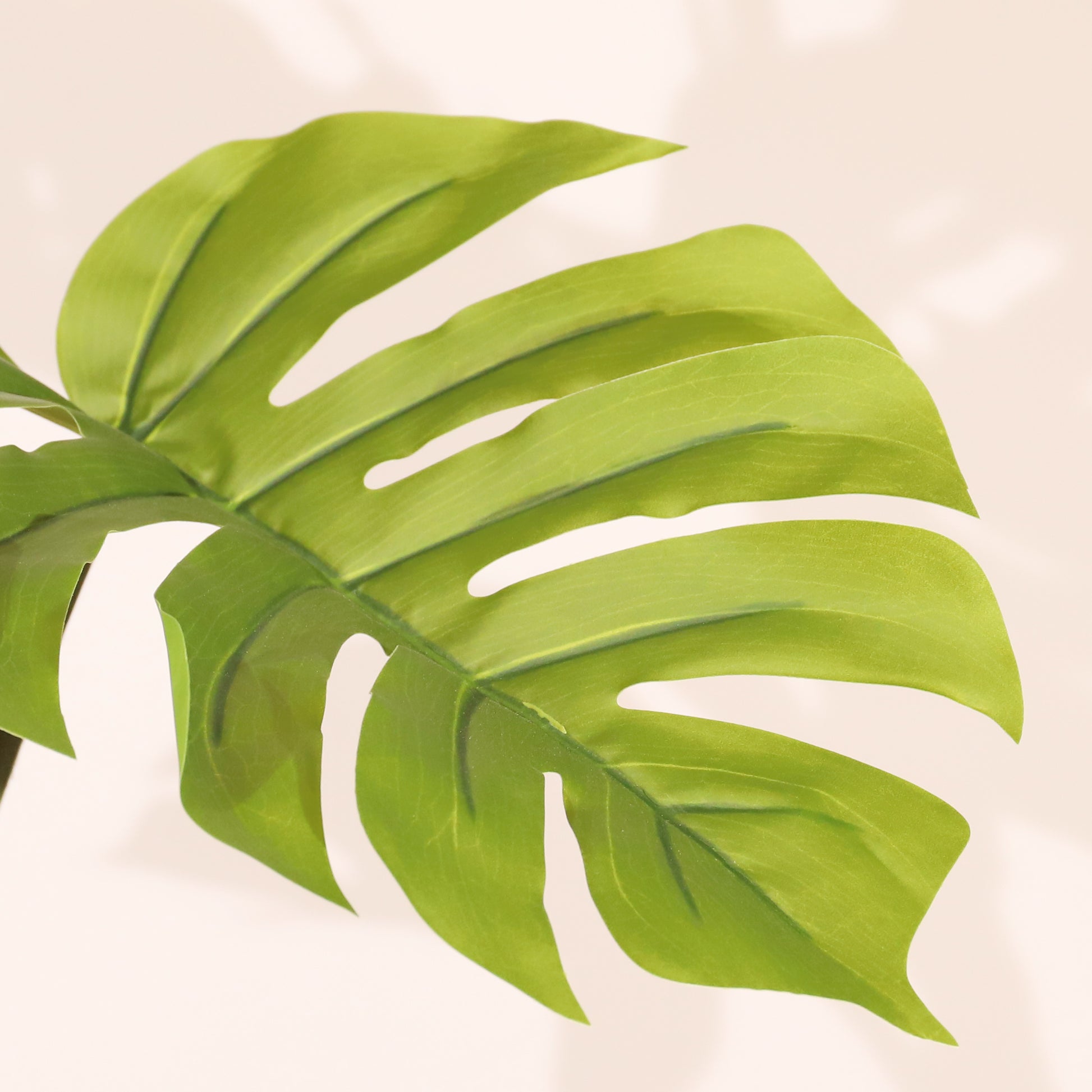 Monstera 120cm