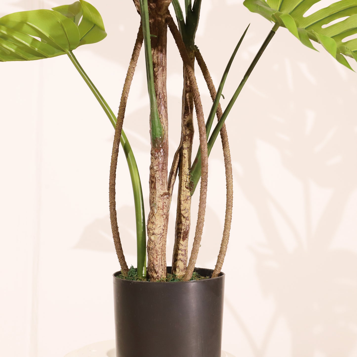 Monstera 120cm