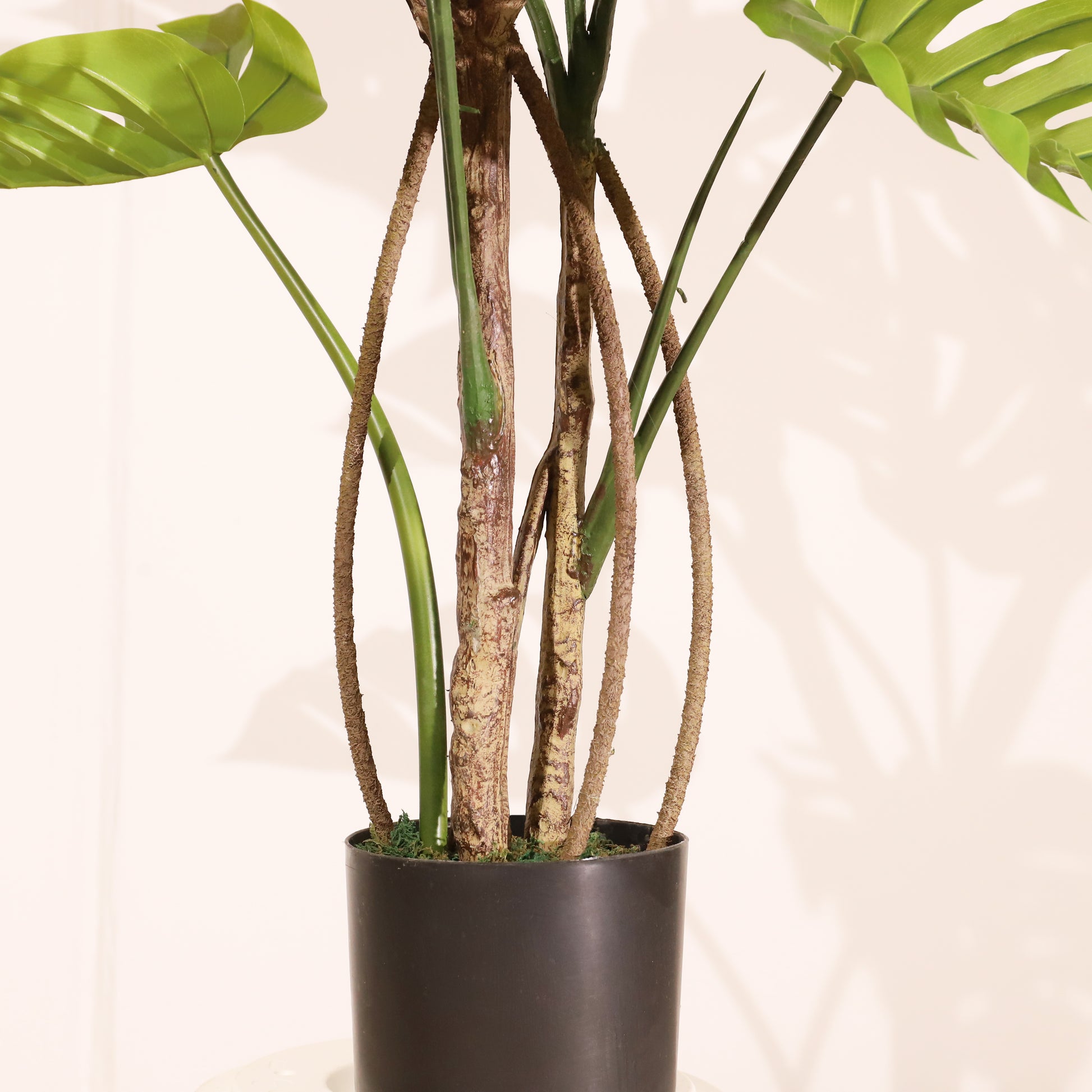 Monstera 120cm