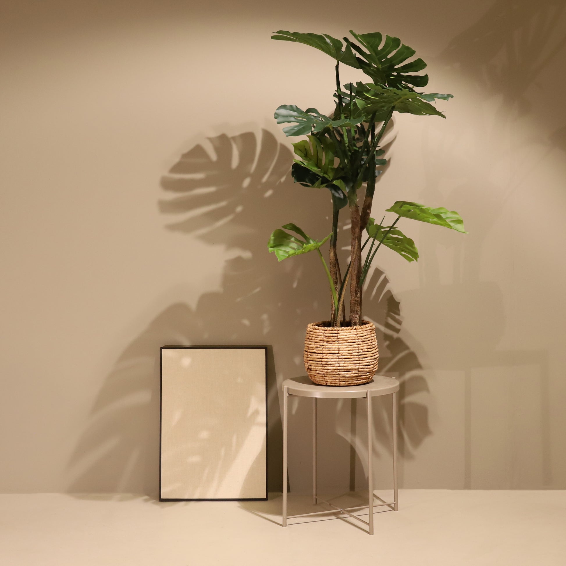 Monstera 120cm