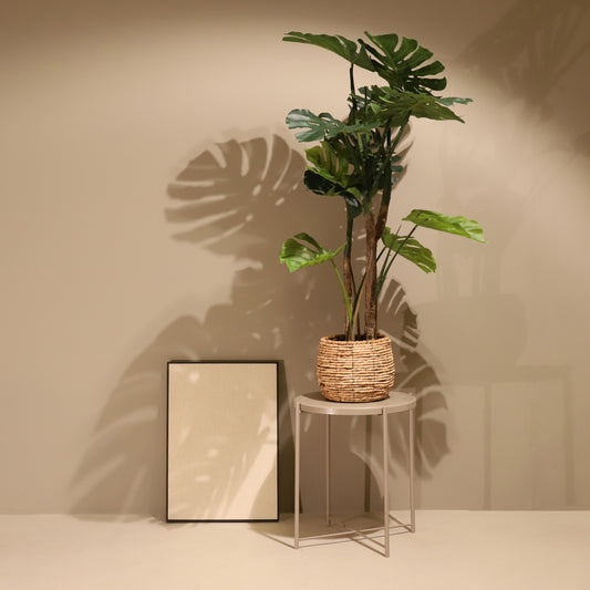 Monstera 120cm