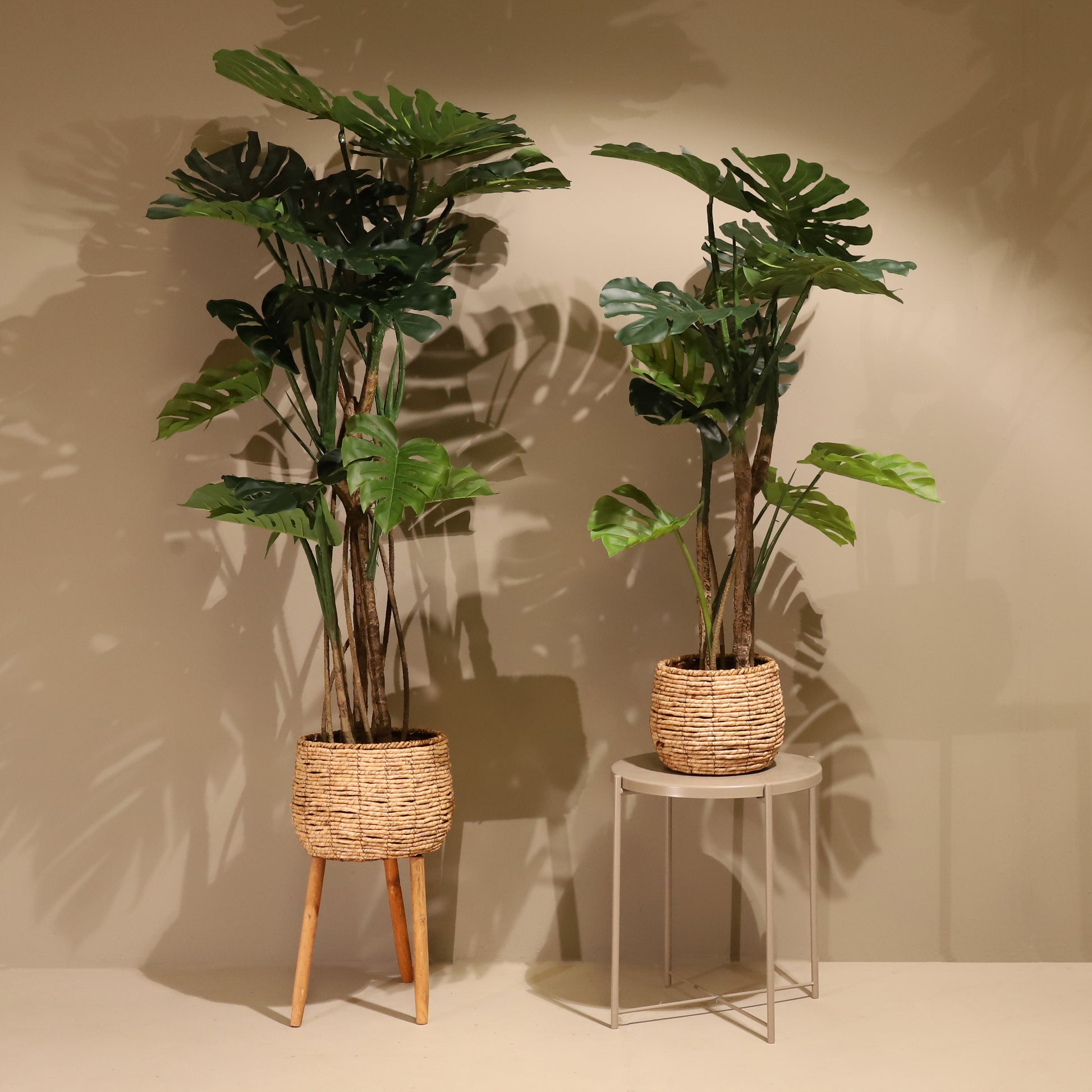 Monstera 120cm