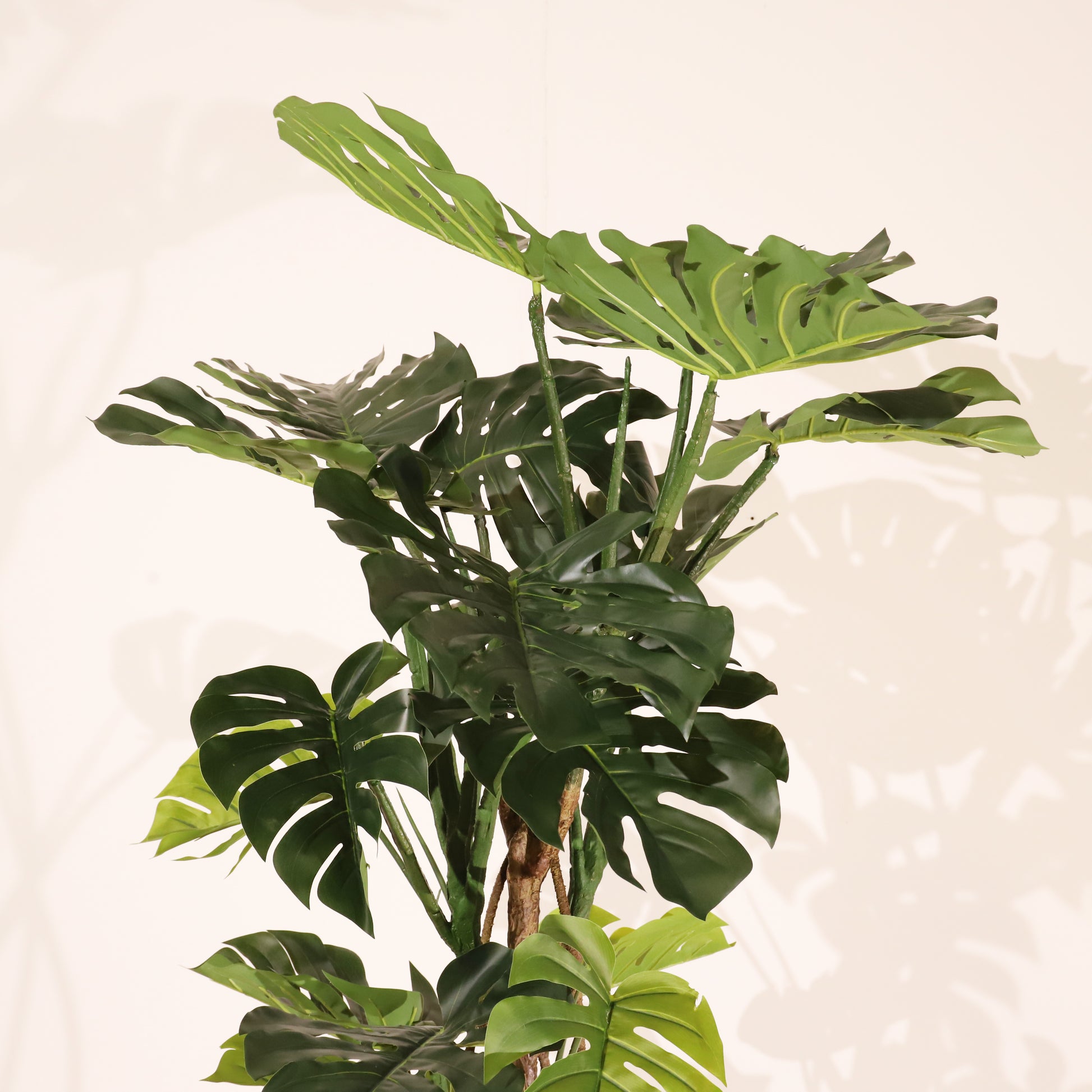 Monstera 160cm