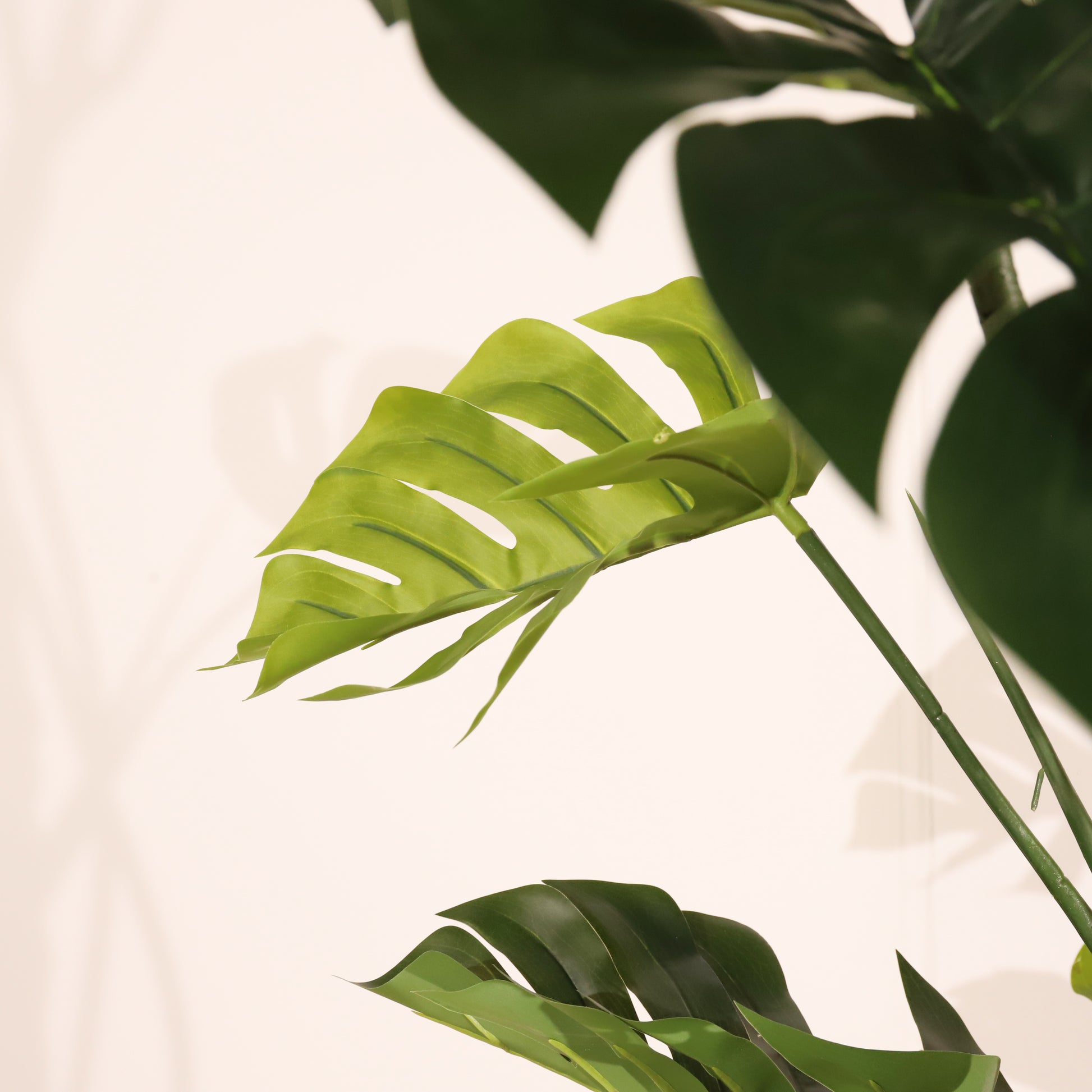 Monstera 160cm