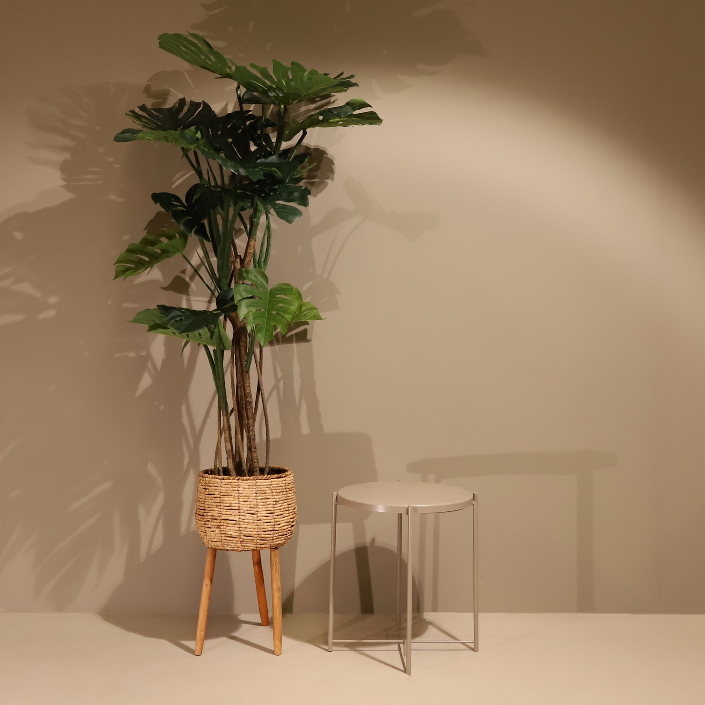 Monstera 160cm