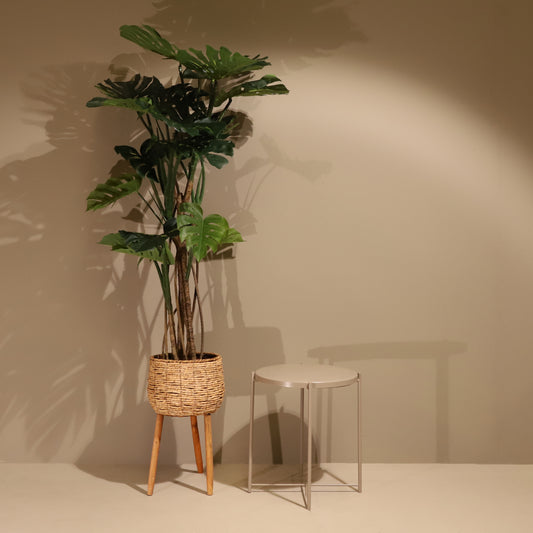 Monstera 160cm