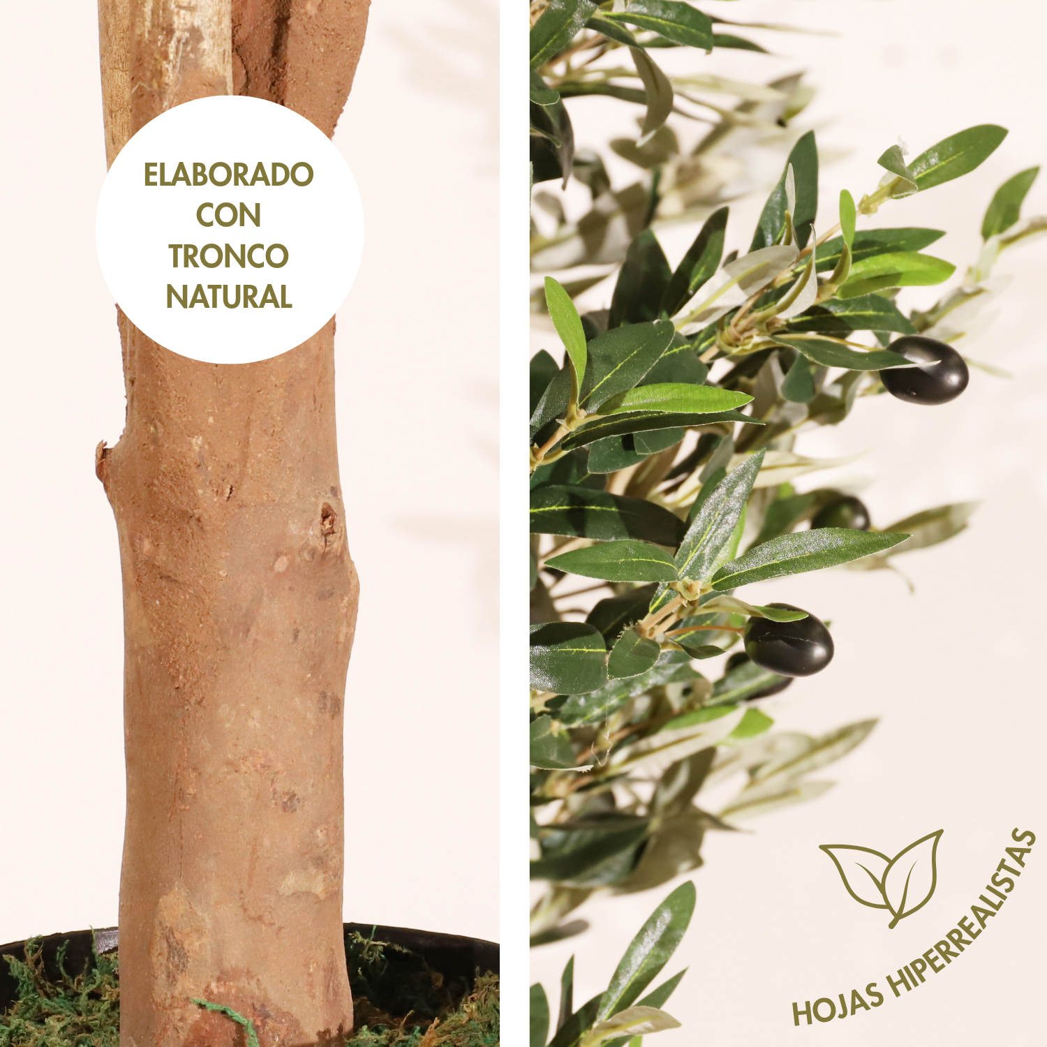 Olivo Mediterráneo 150cm