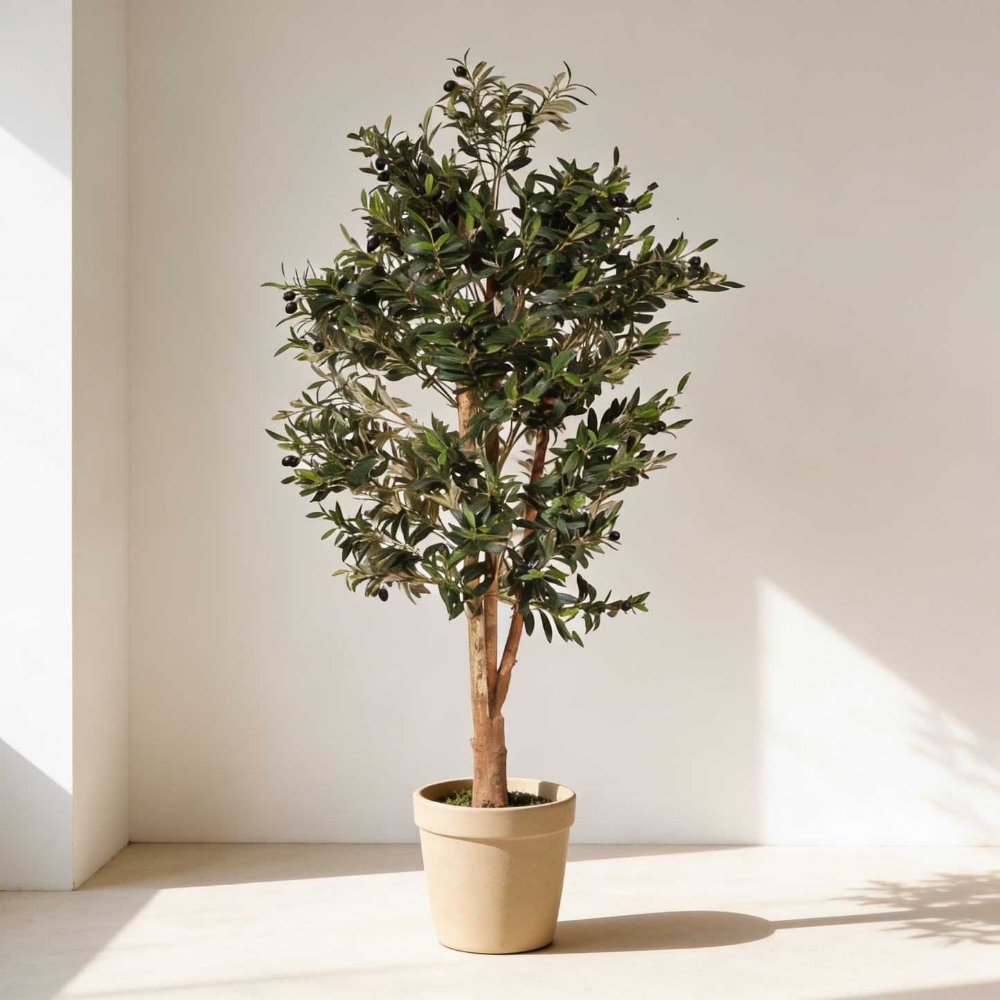 Olivo Mediterráneo 150cm