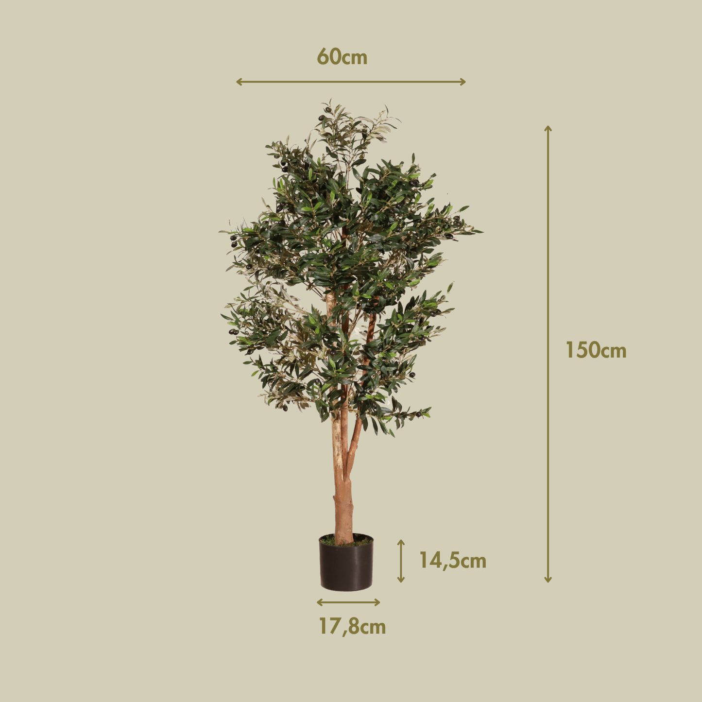 Olivo Mediterráneo 150cm