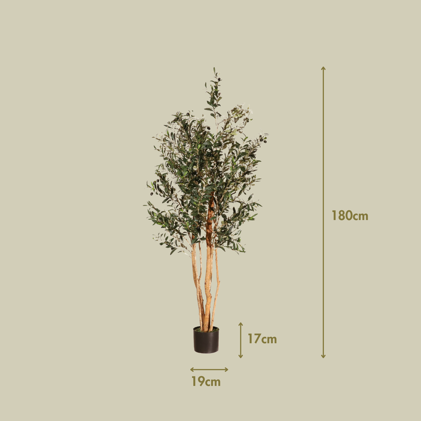 Olivo Rústico 180cm