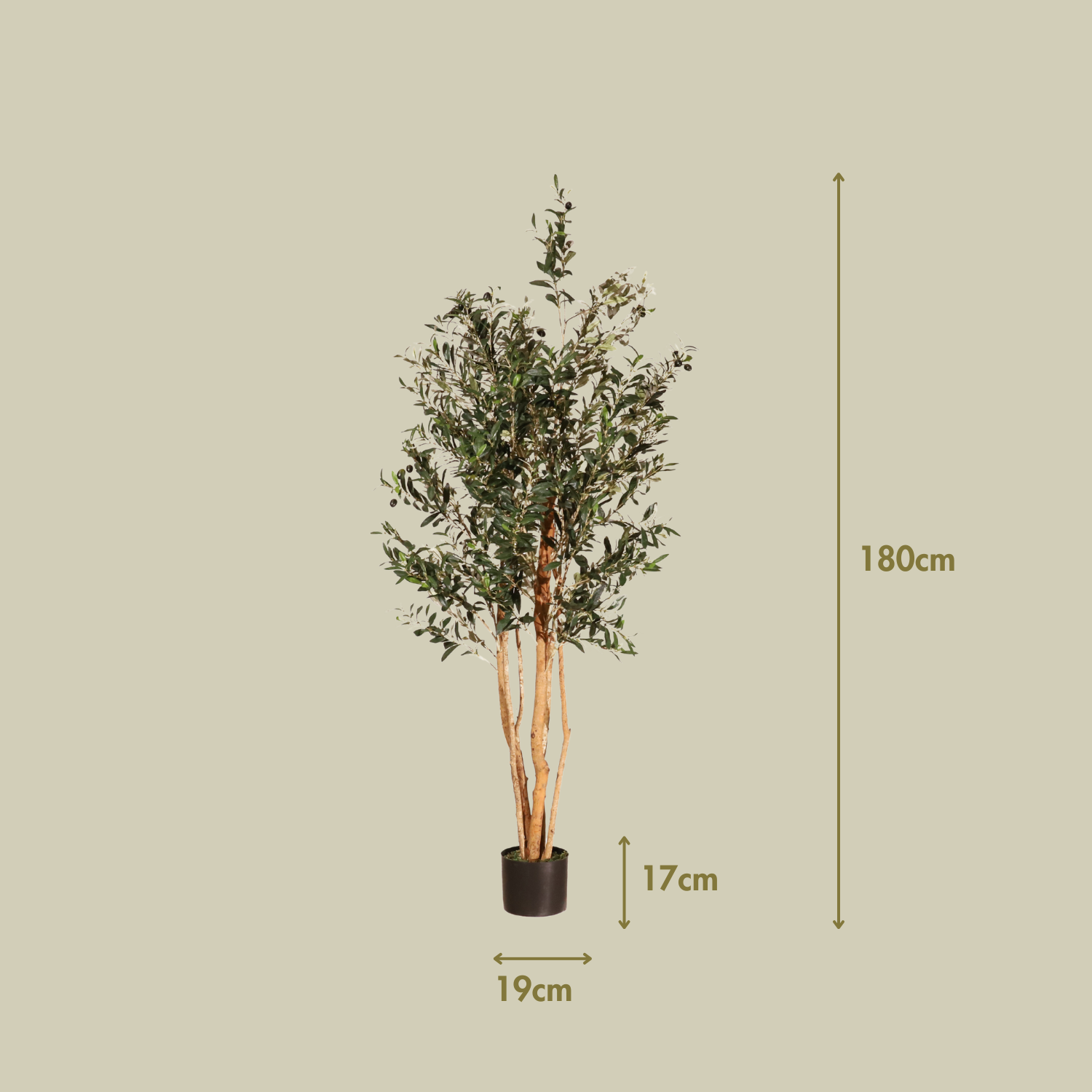 Olivo Rústico 180cm