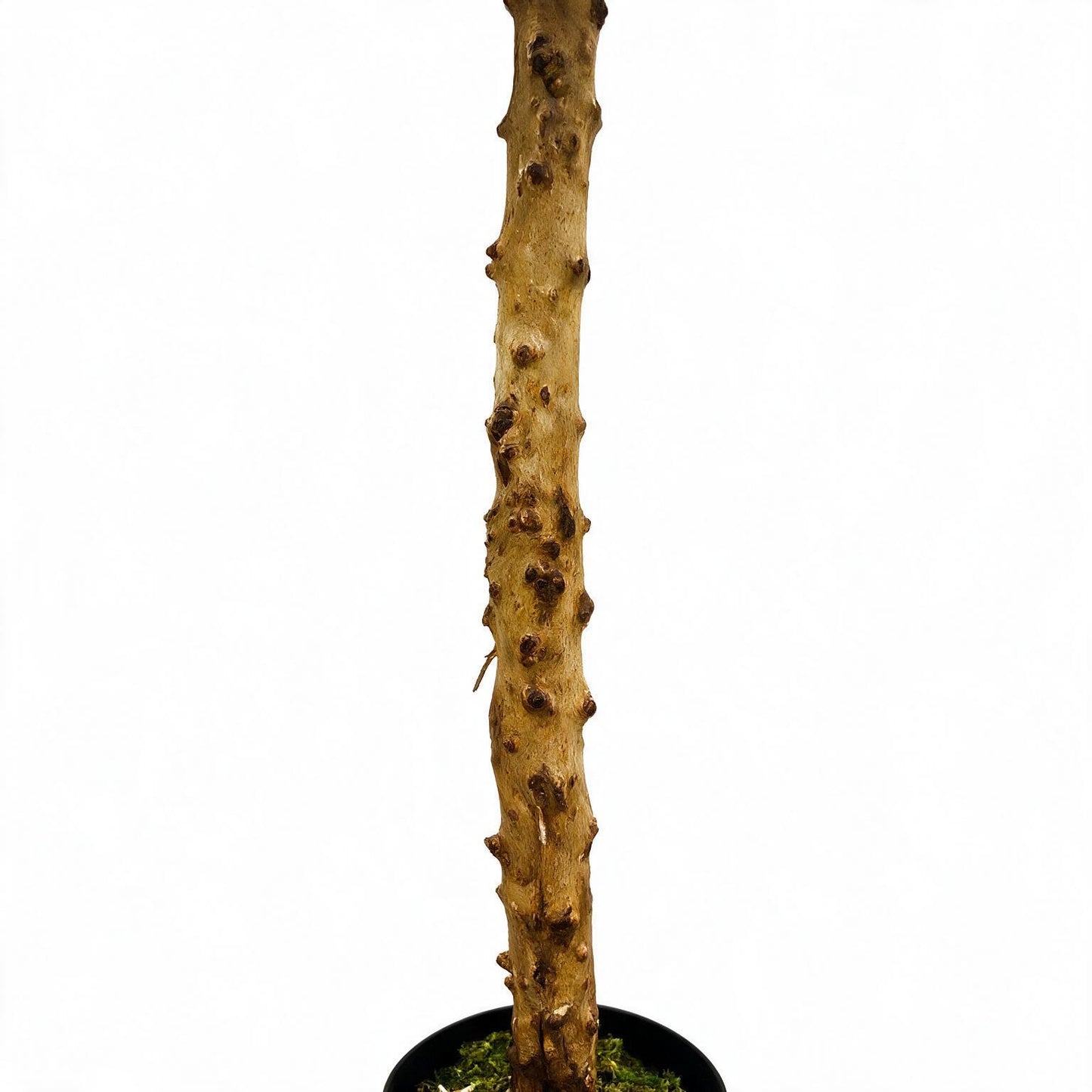 Olivo 245cm