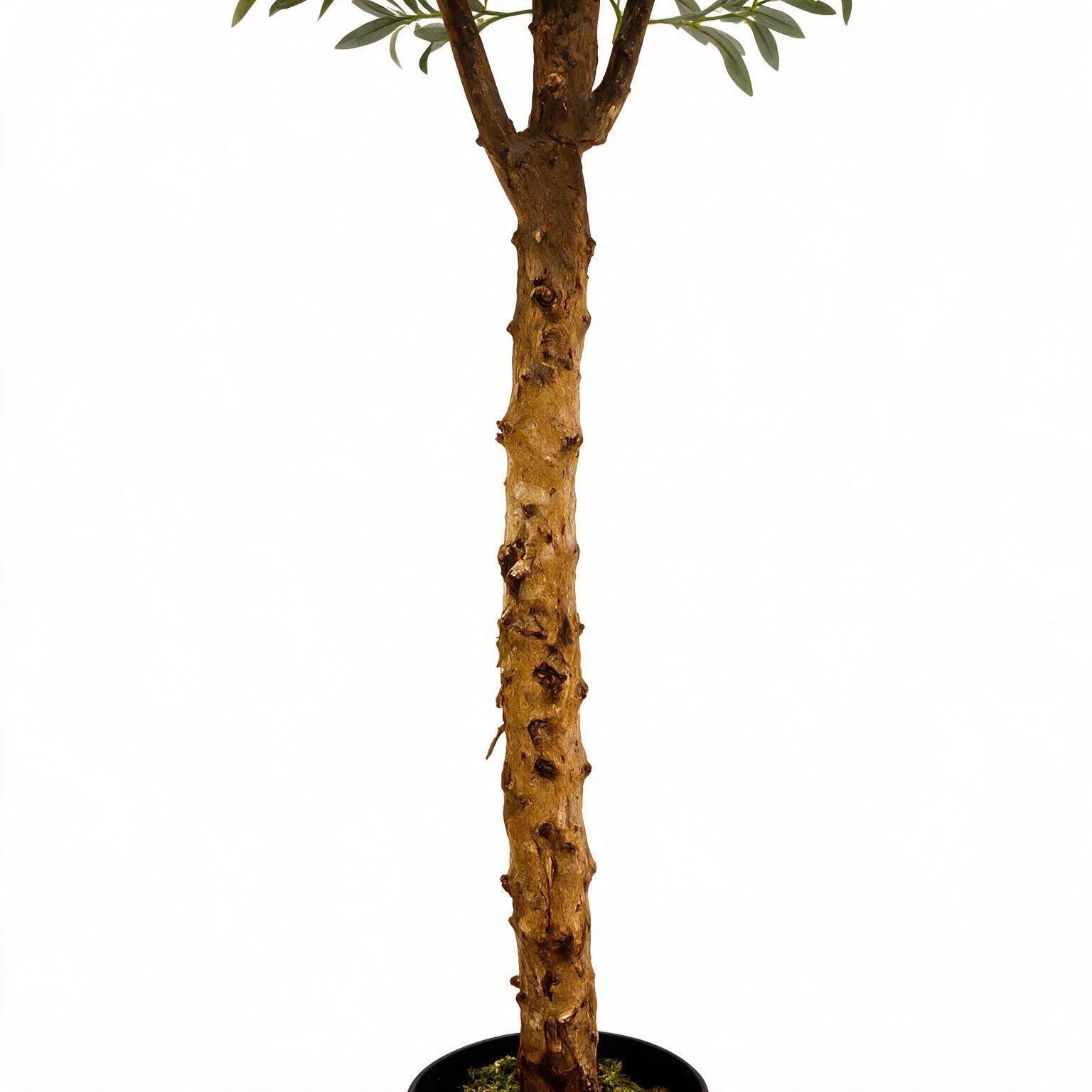 Olivo 245cm