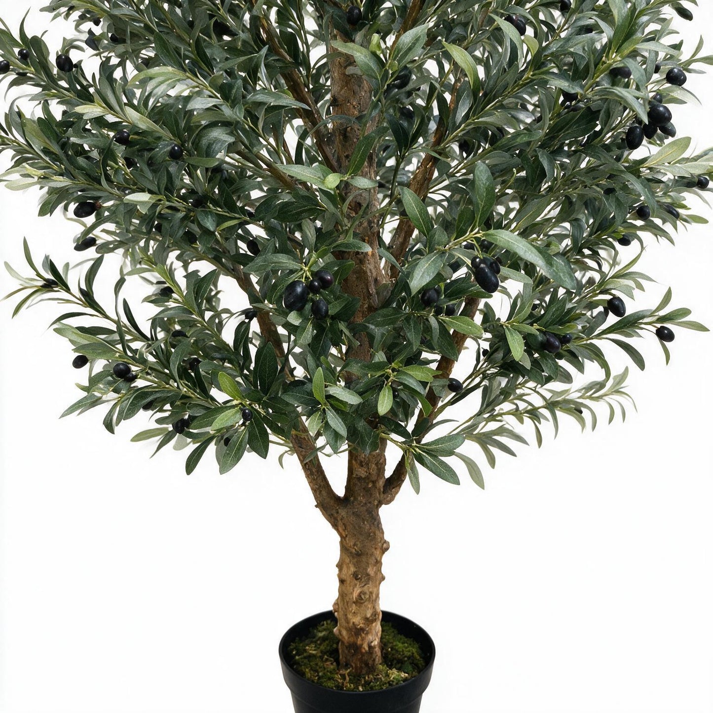 Olivo 245cm
