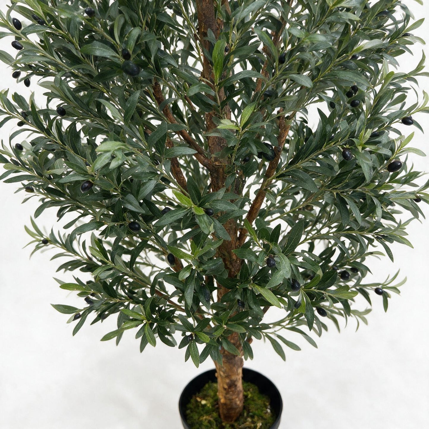 Olivo 245cm