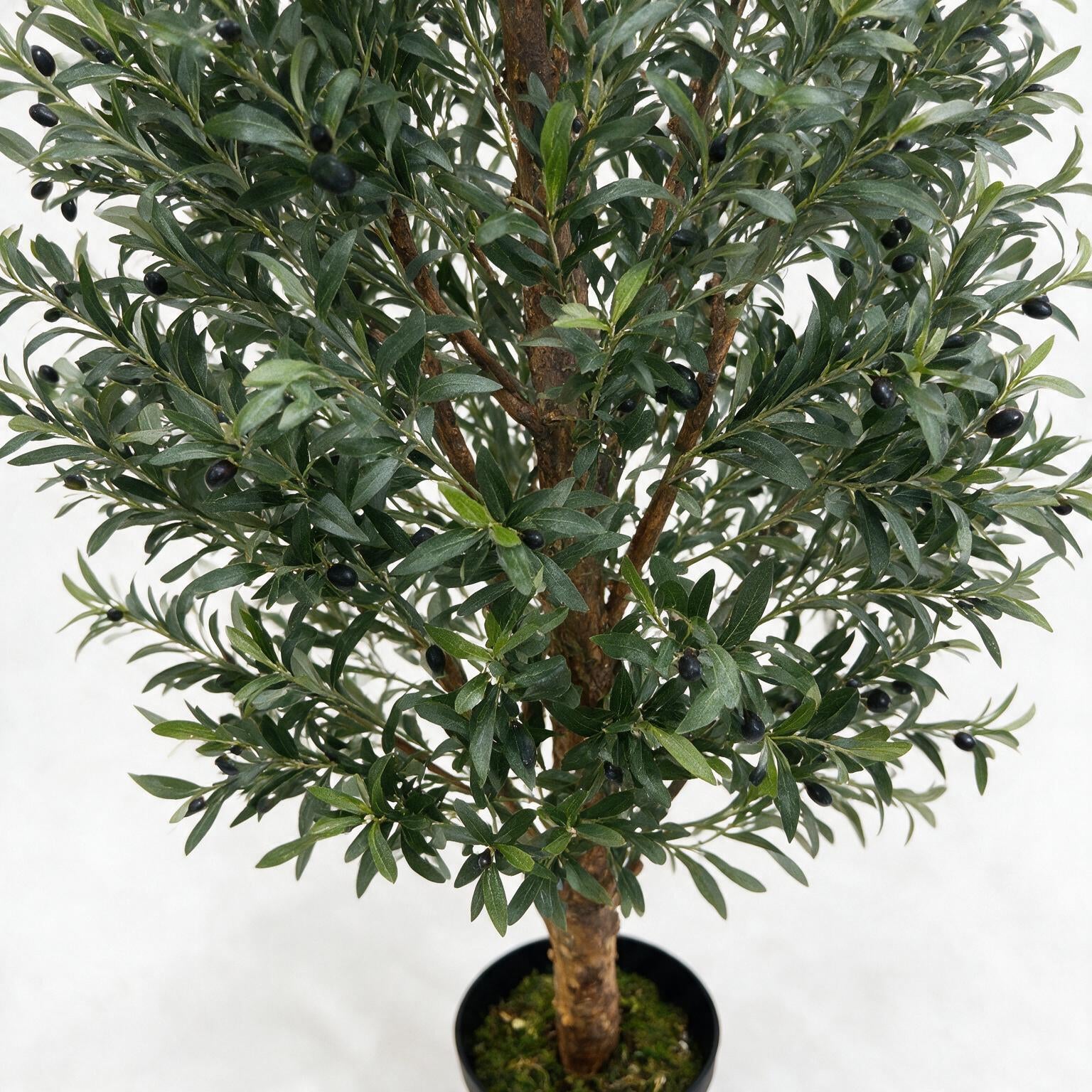 Olivo 245cm