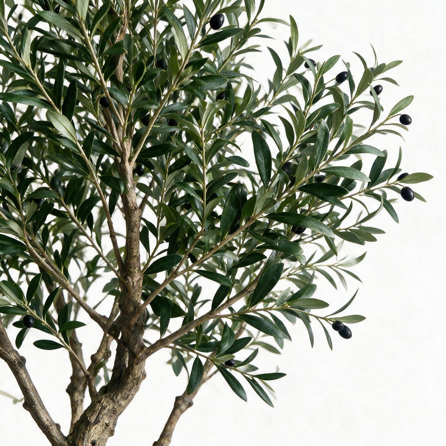 Olivo 250cm