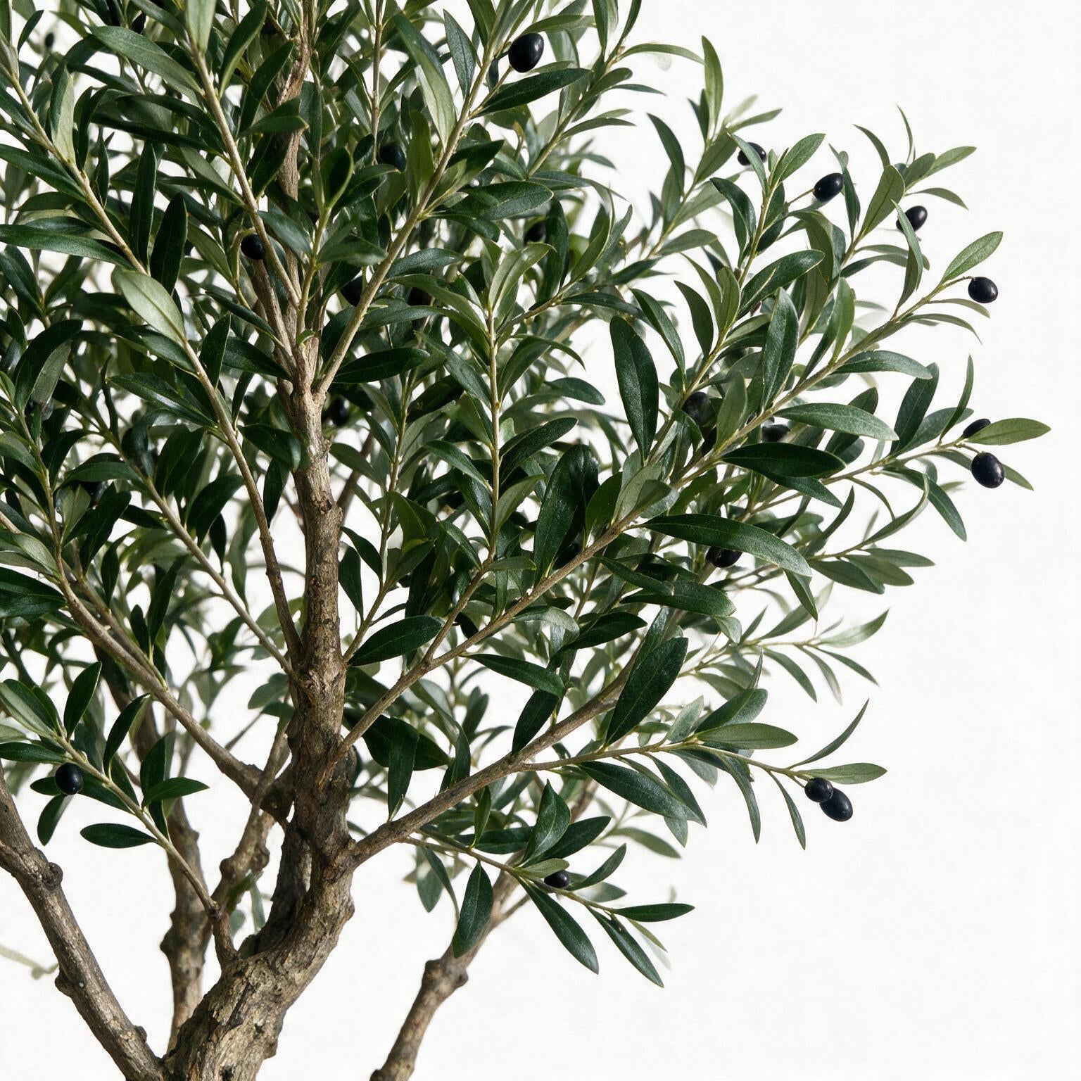 Olivo 250cm