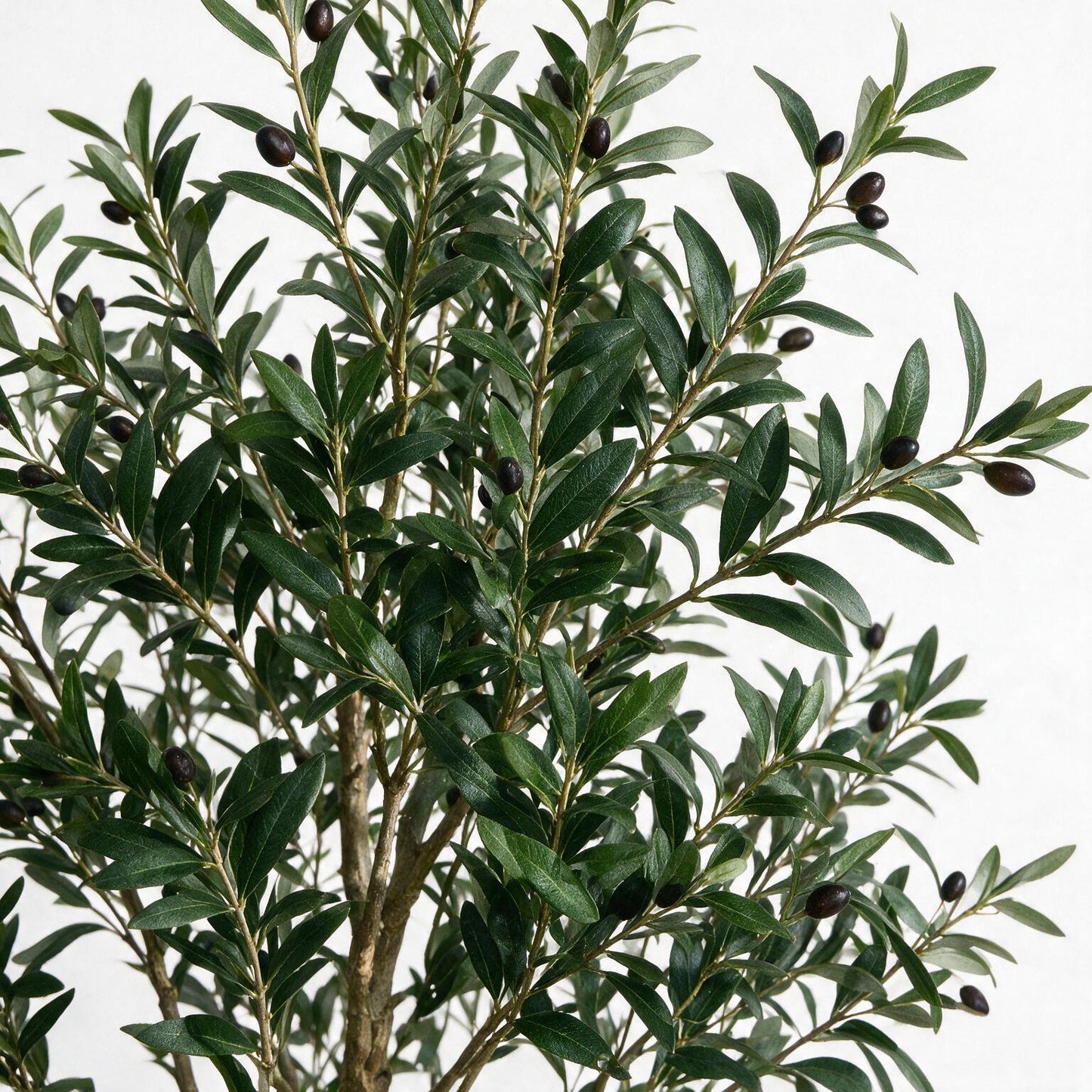 Olivo 250cm