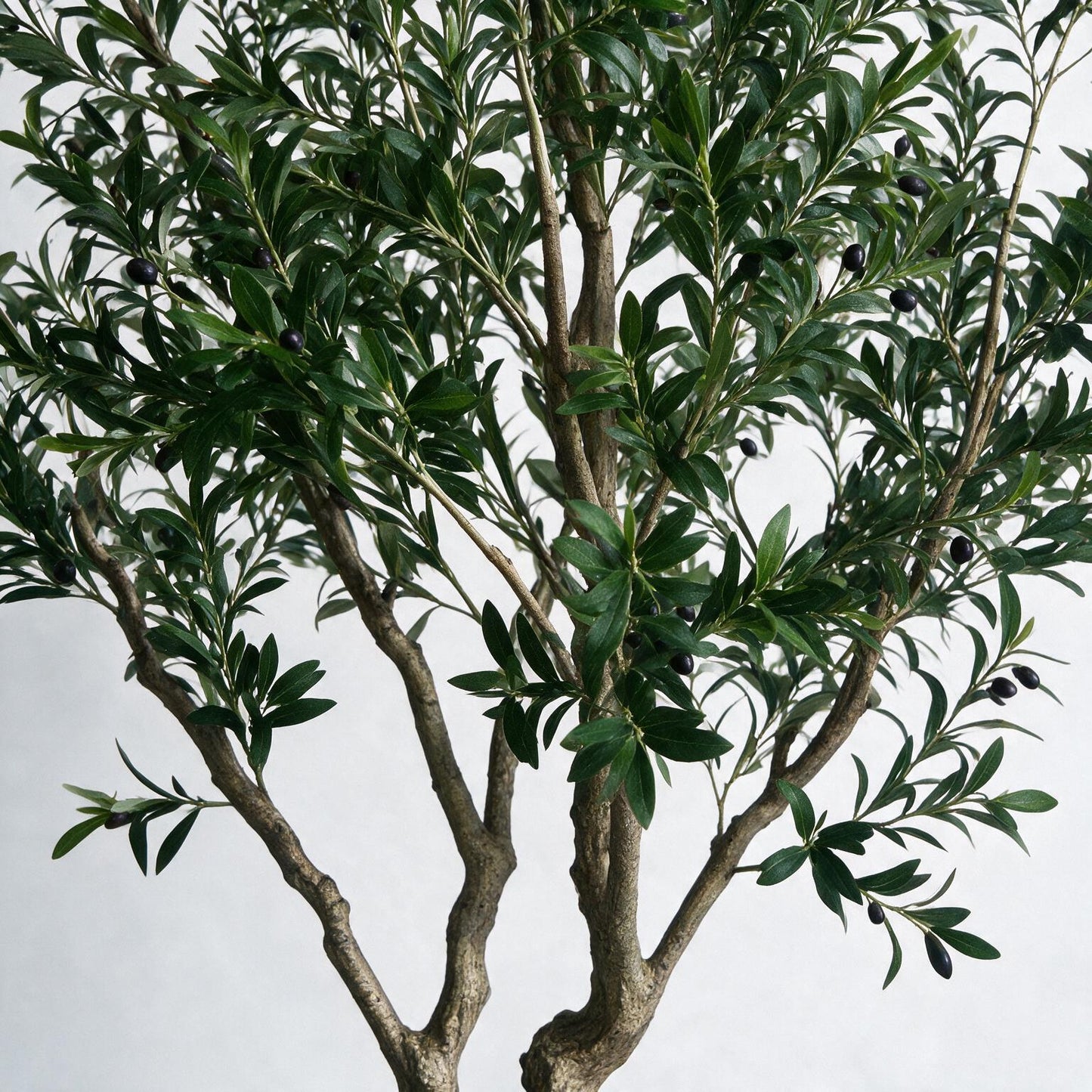 Olivo 250cm