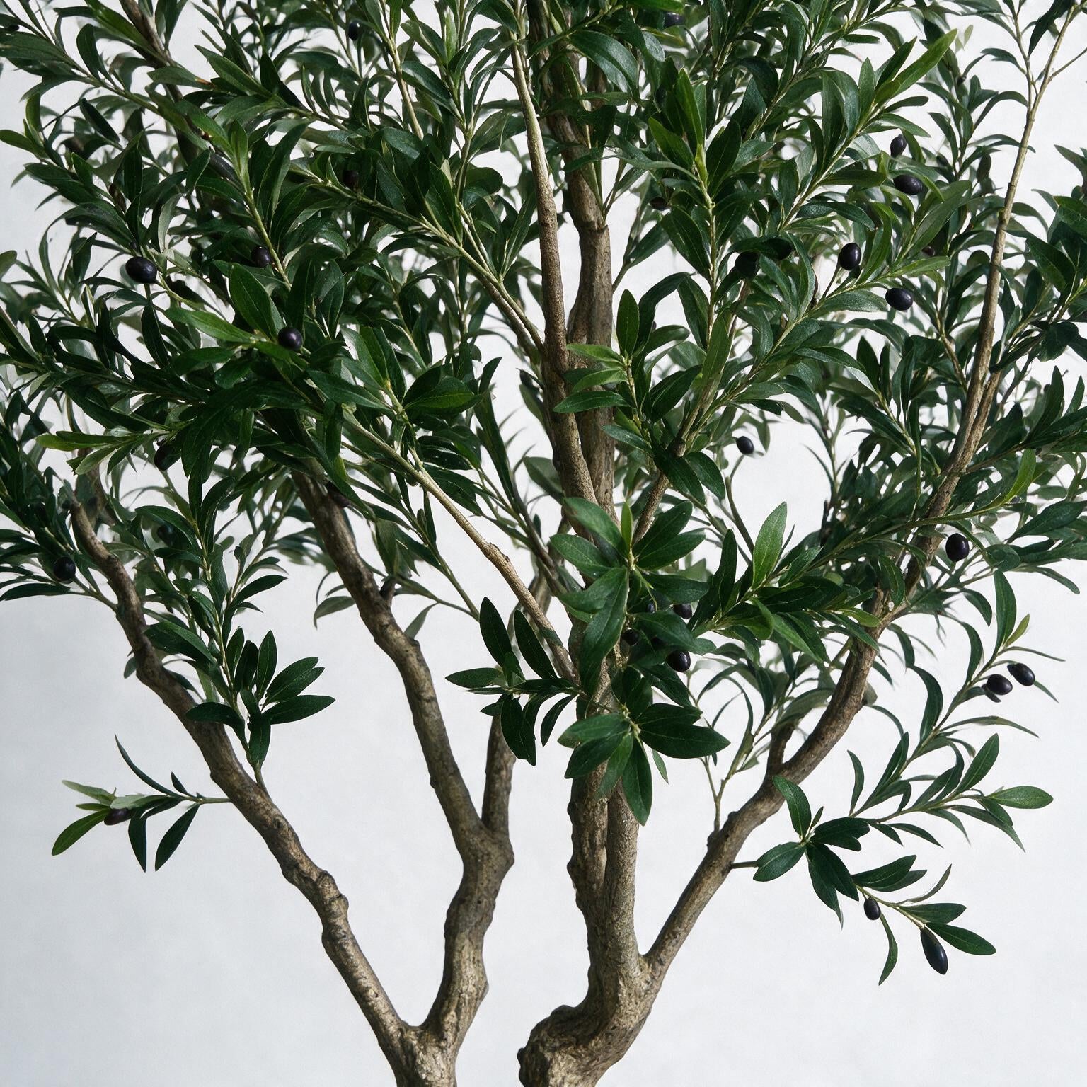 Olivo 250cm