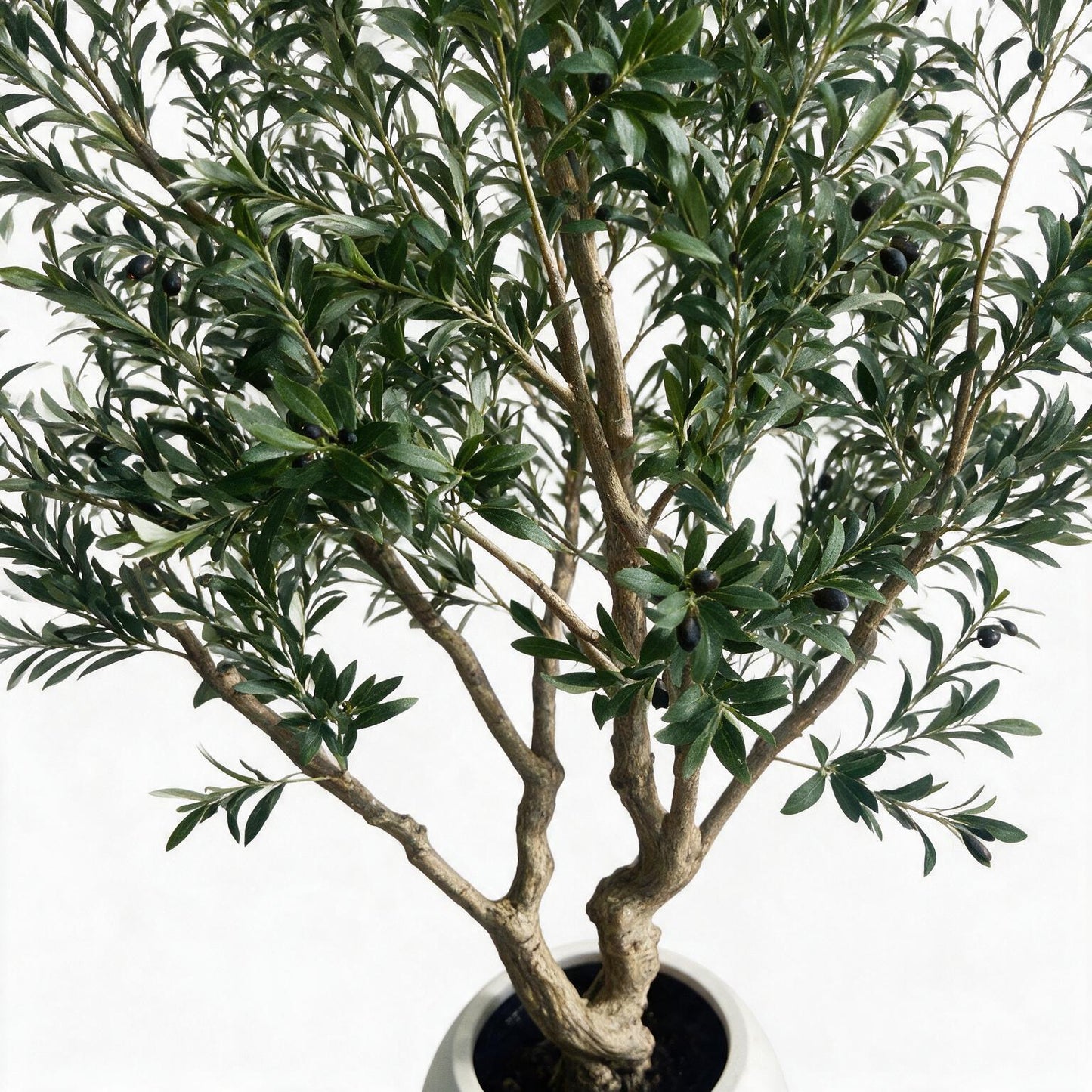 Olivo 250cm