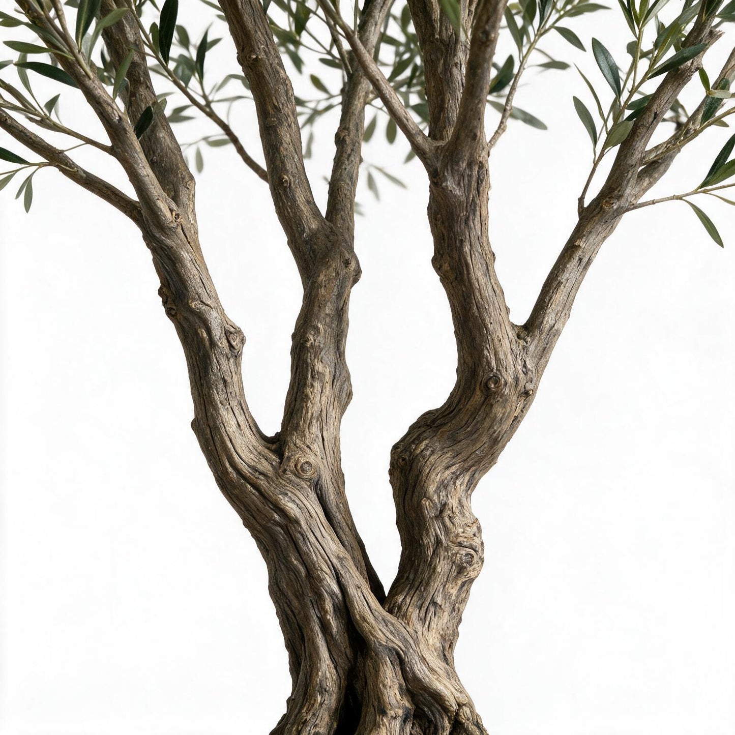 Olivo 250cm