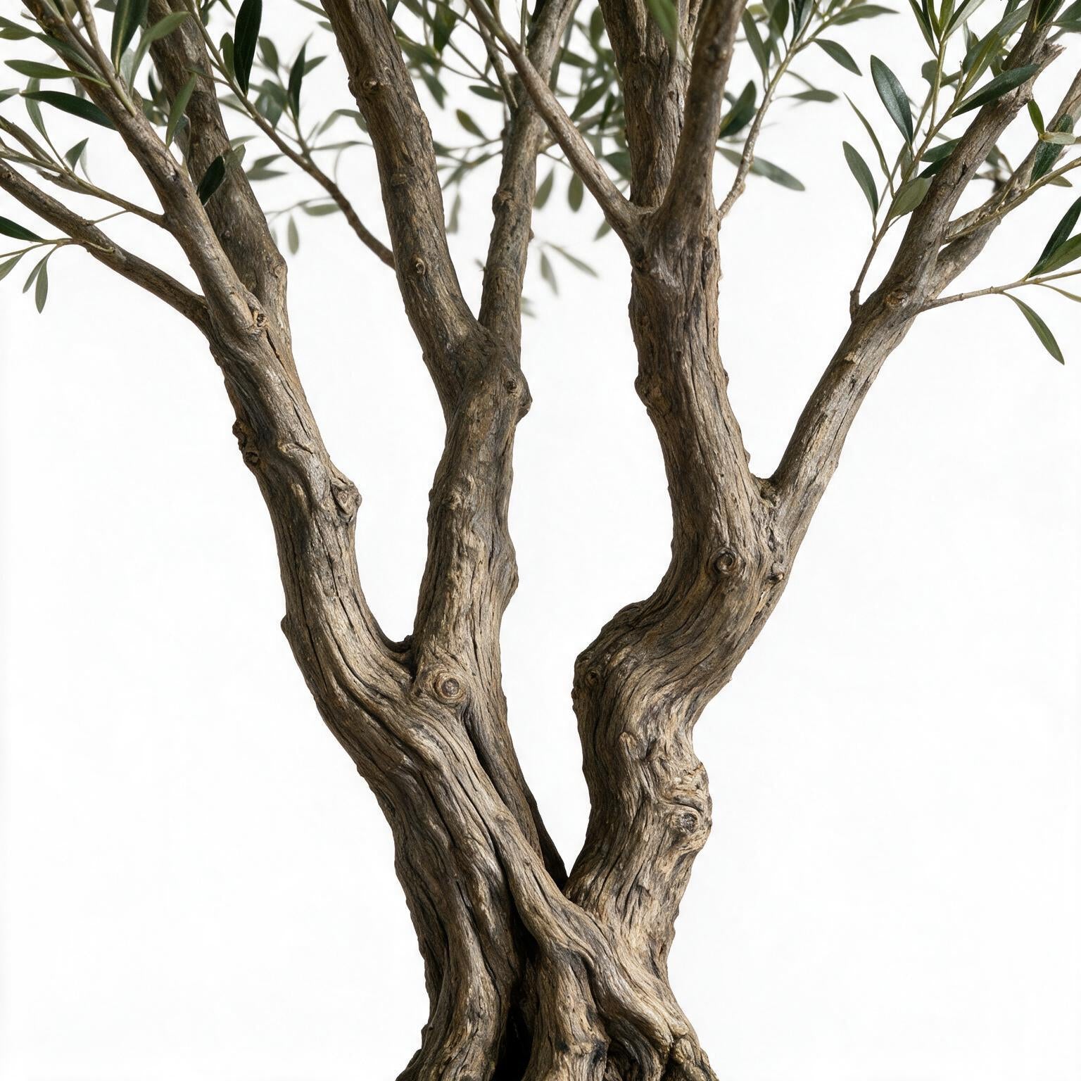 Olivo 250cm