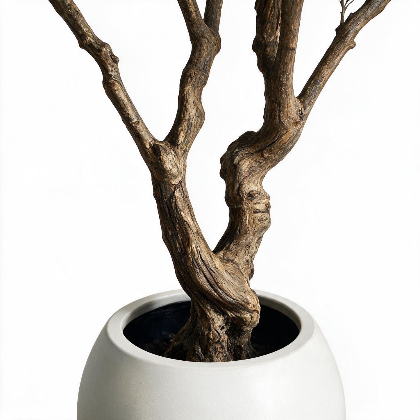 Olivo 250cm