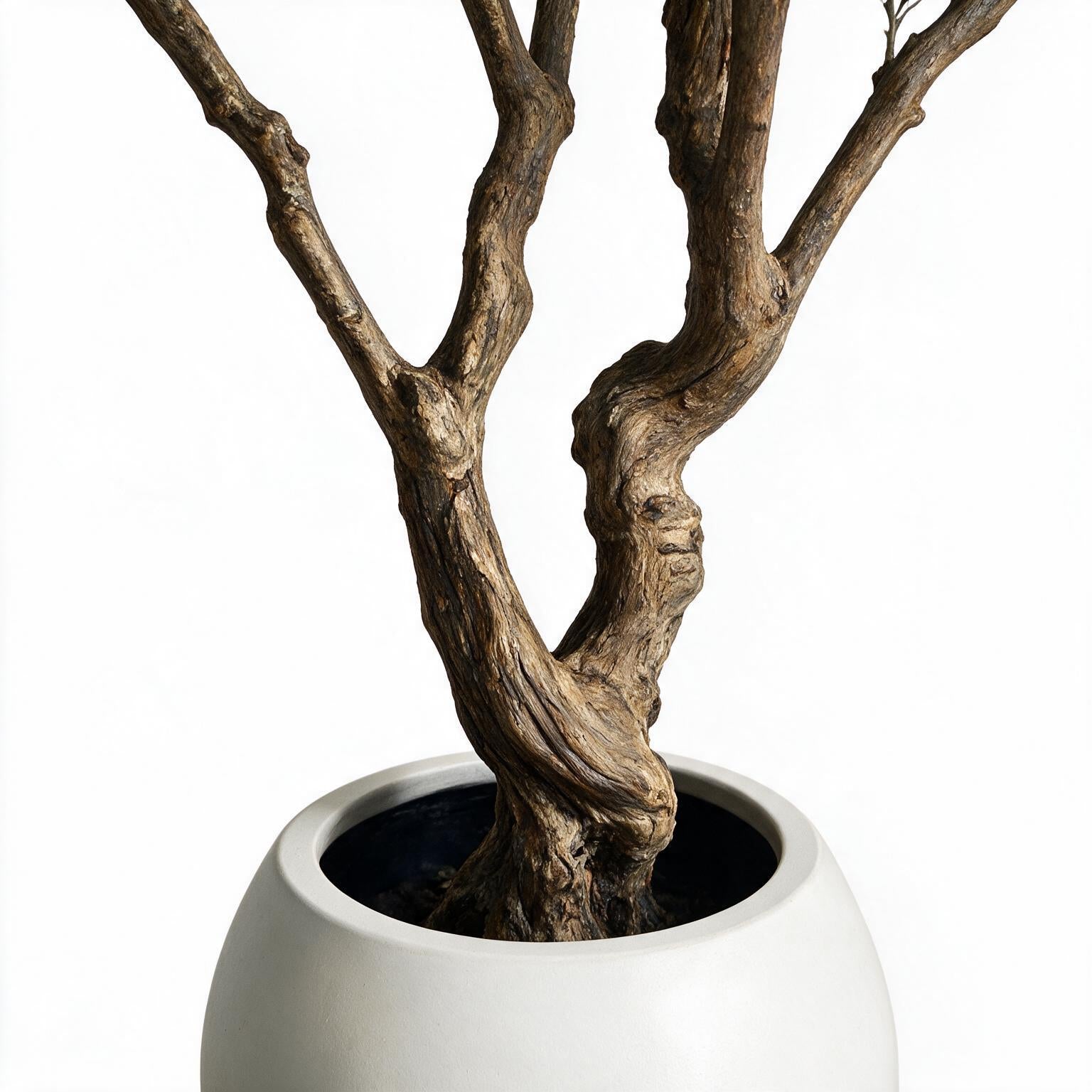 Olivo 250cm