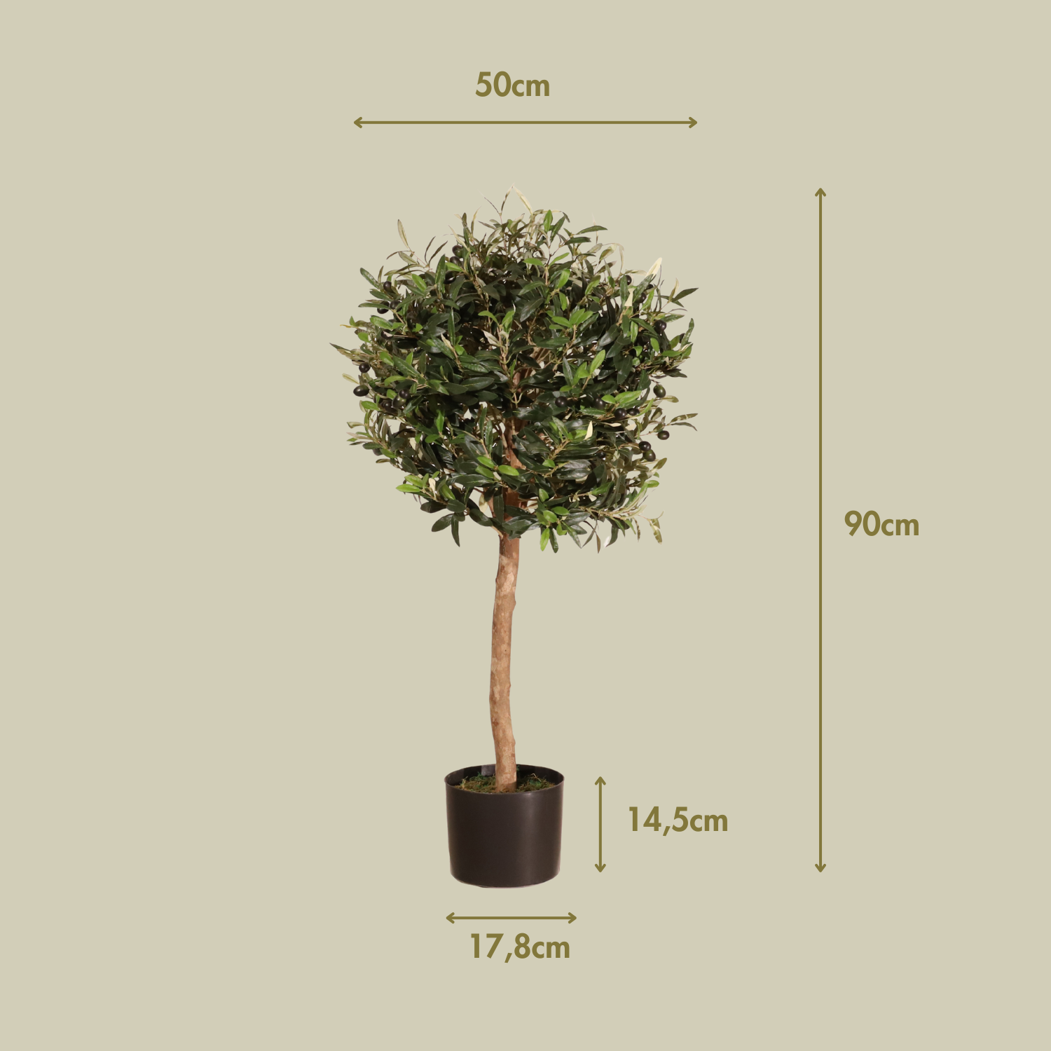 Olivo Aura 90 cm