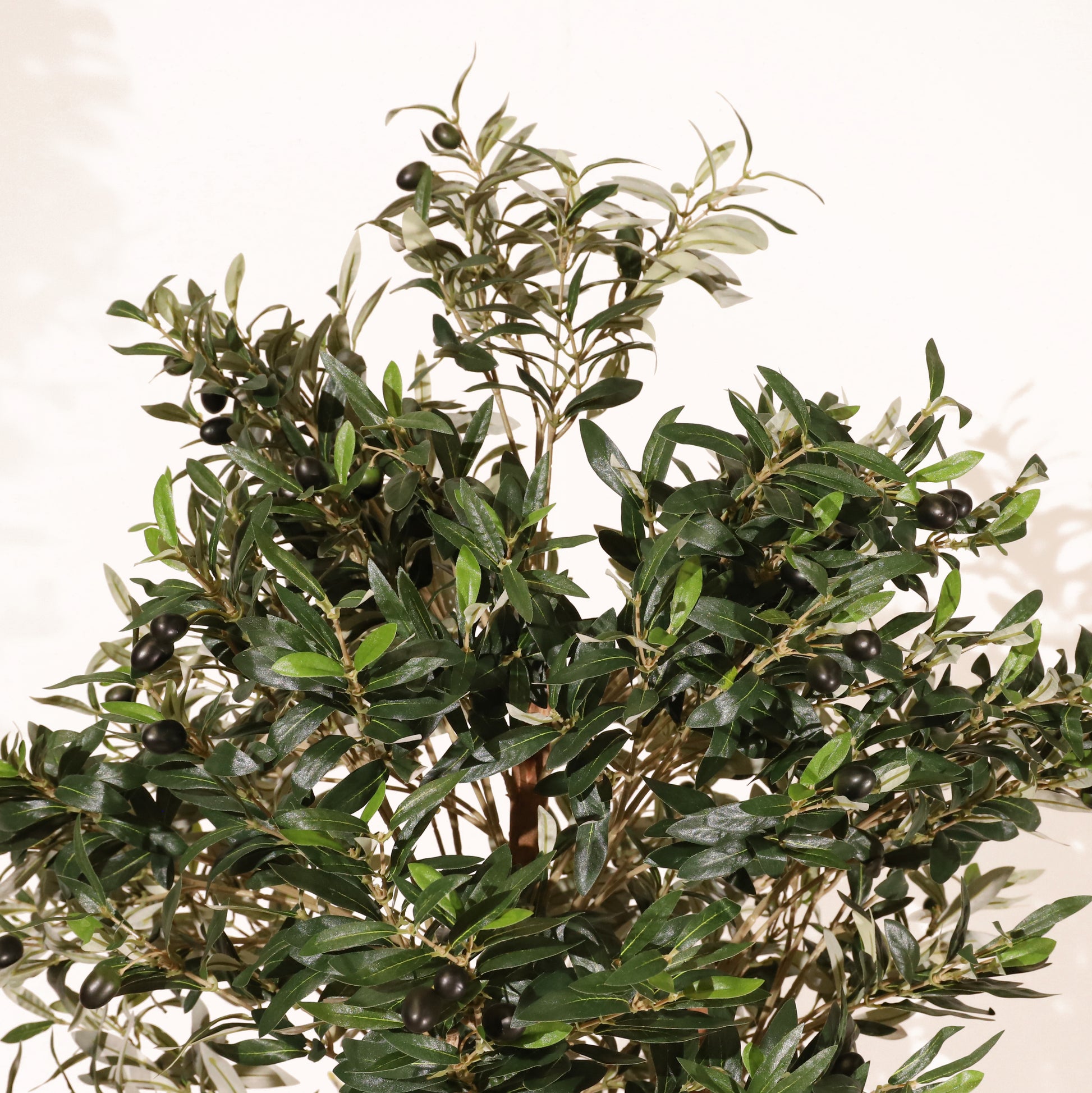 Olivo Mediterráneo 150cm