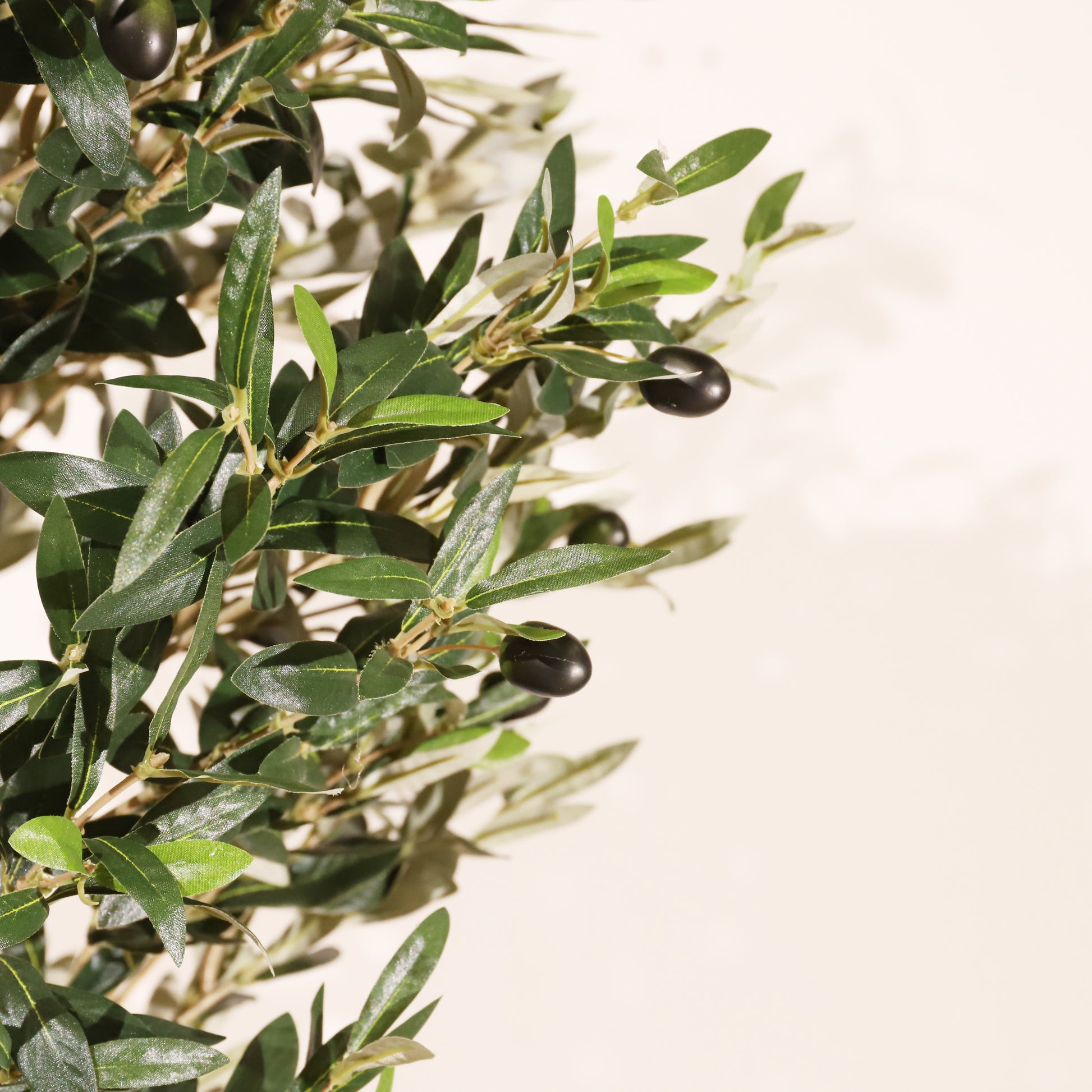 Olivo Mediterráneo 150cm