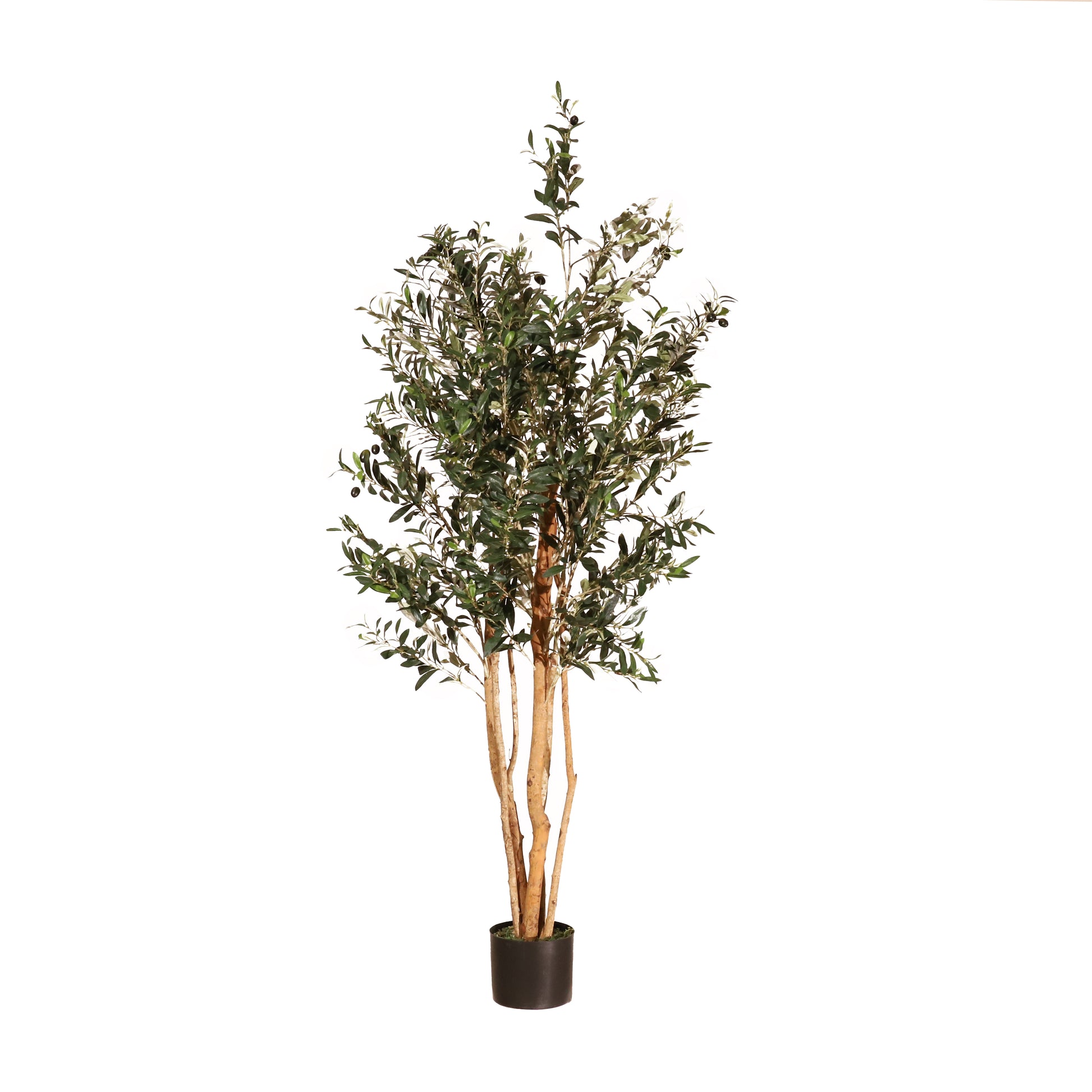 Olivo Rústico 180cm