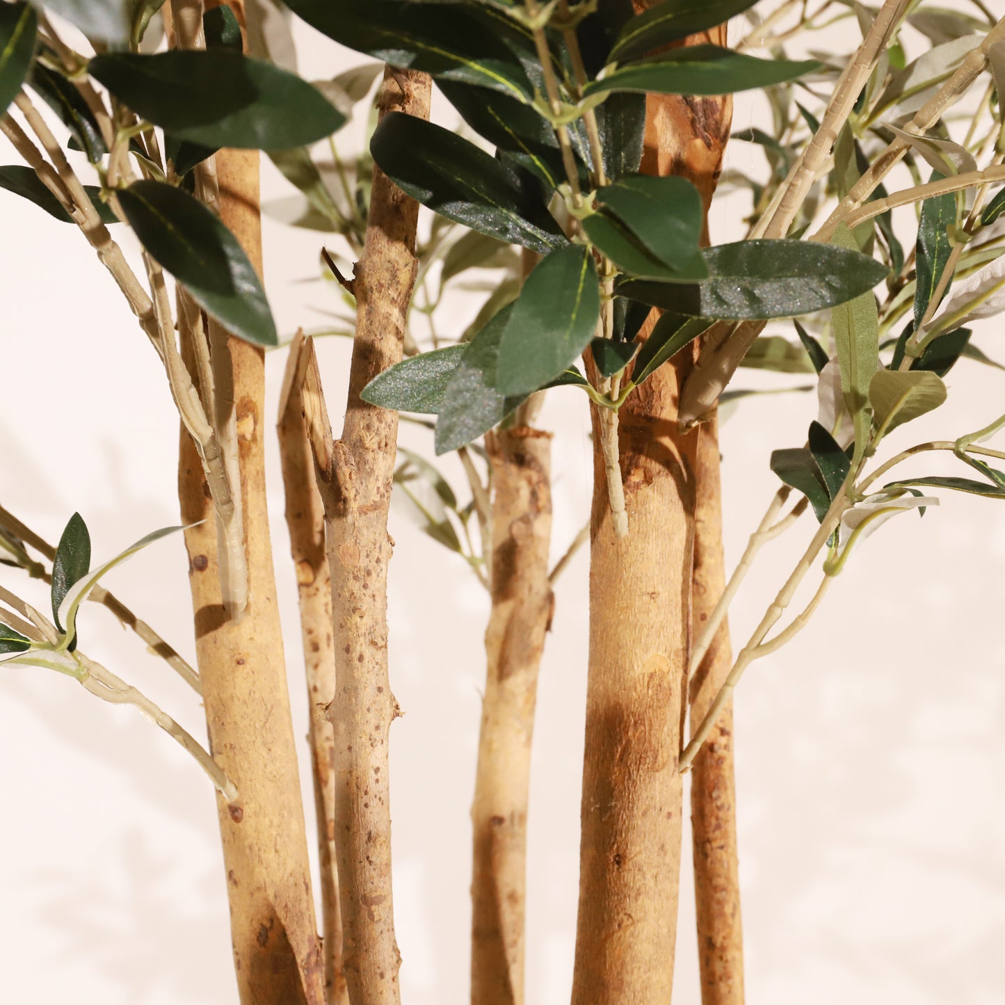 Olivo Rústico 180cm