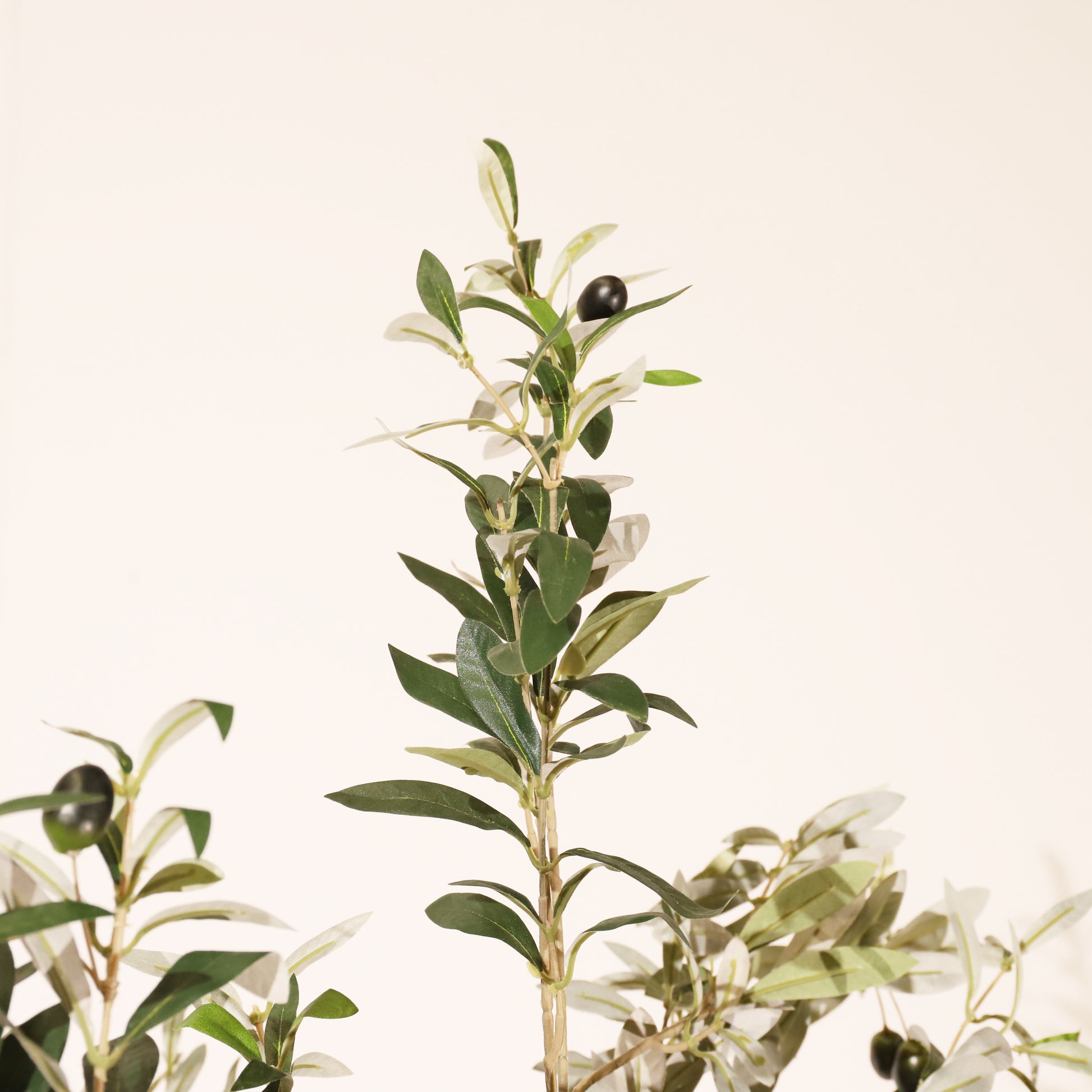 Olivo Rústico 180cm