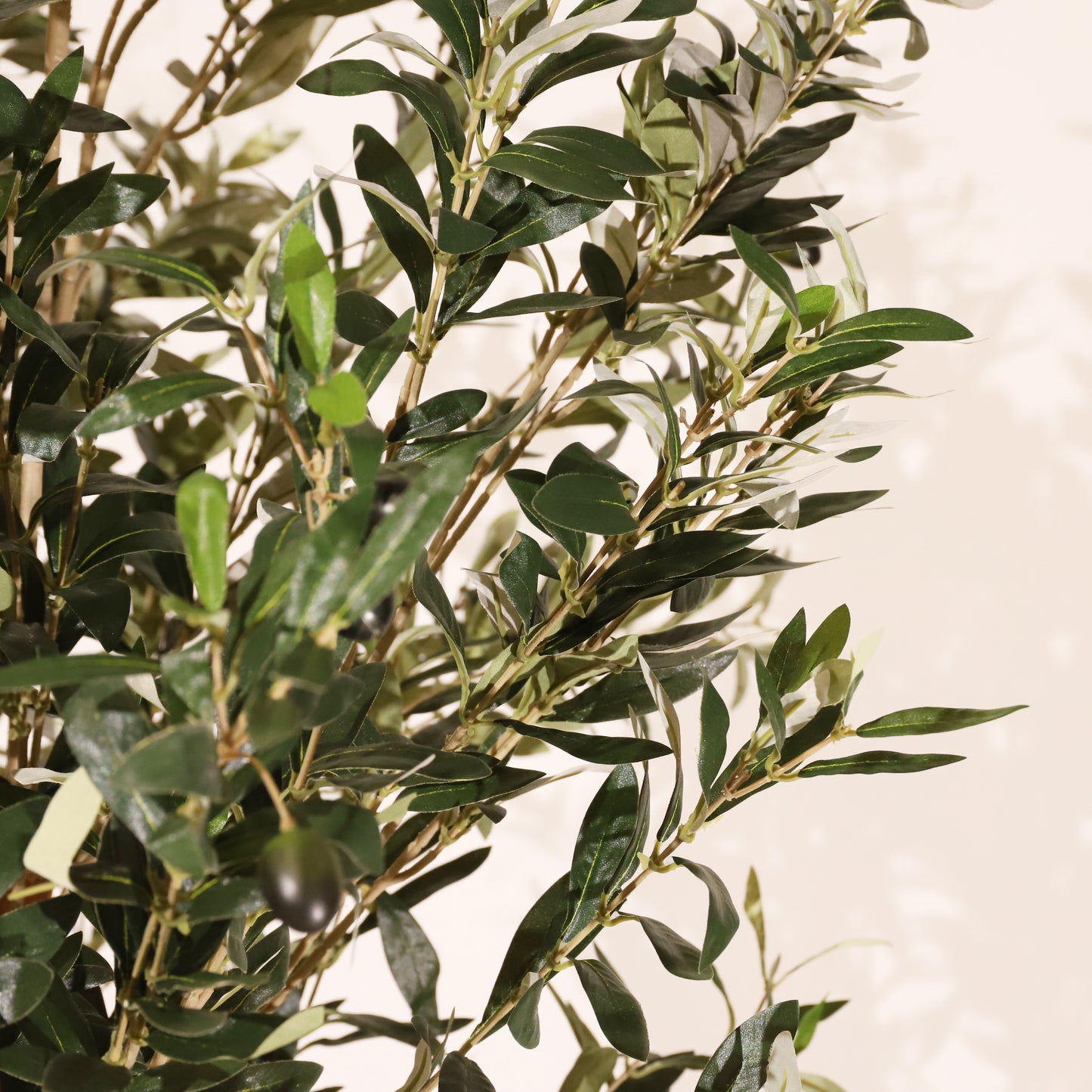 Olivo Rústico 180cm