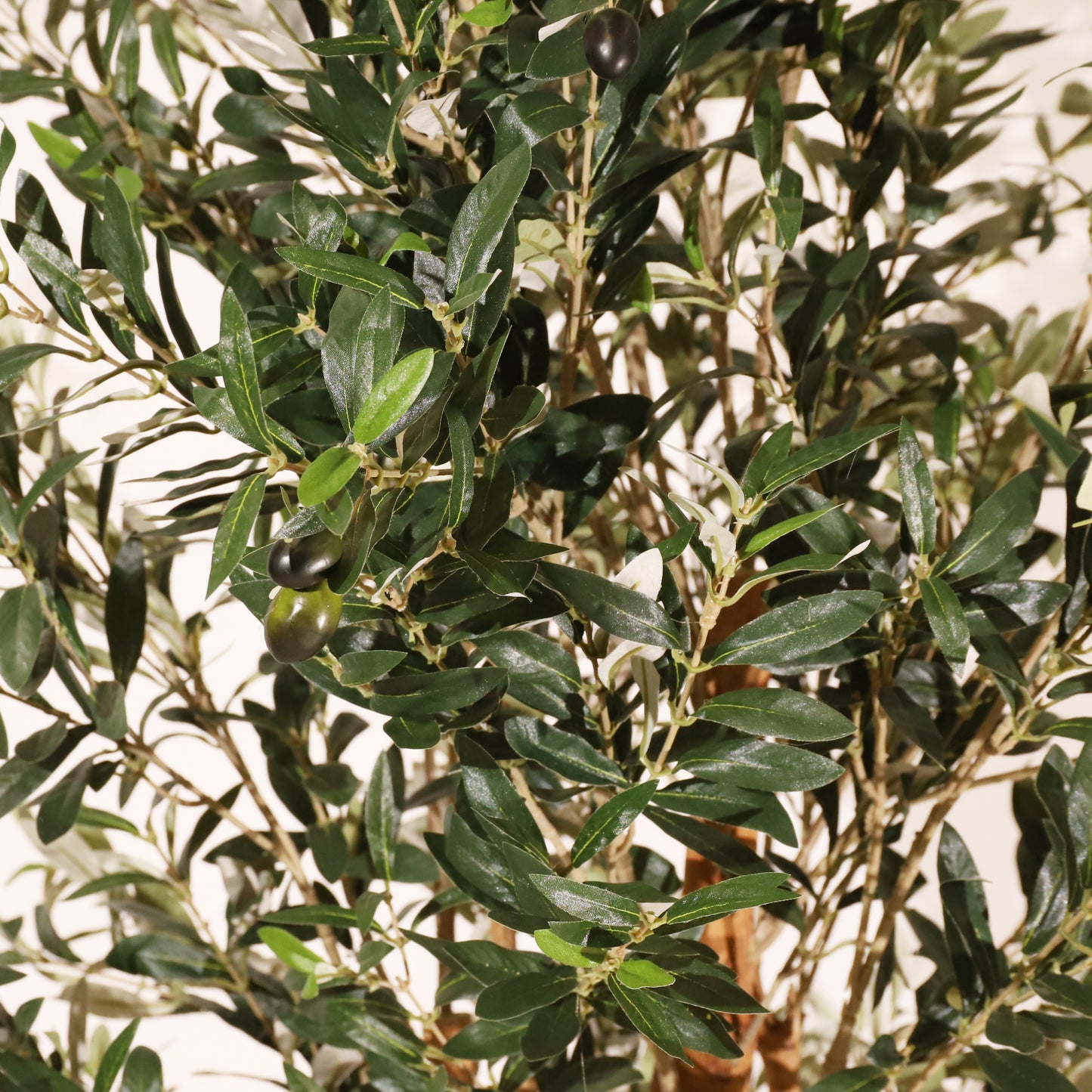 Olivo Rústico 180cm